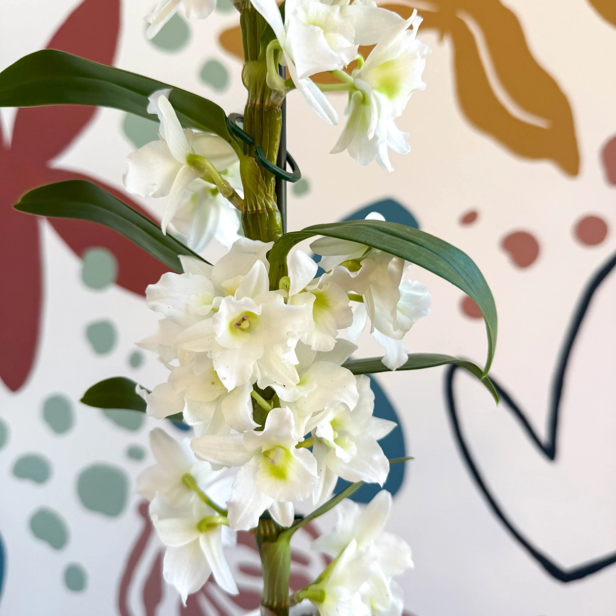 Dendrobium nobile 'Spring Dream Star Class Apollon' - White Noble Orchid - Image 3