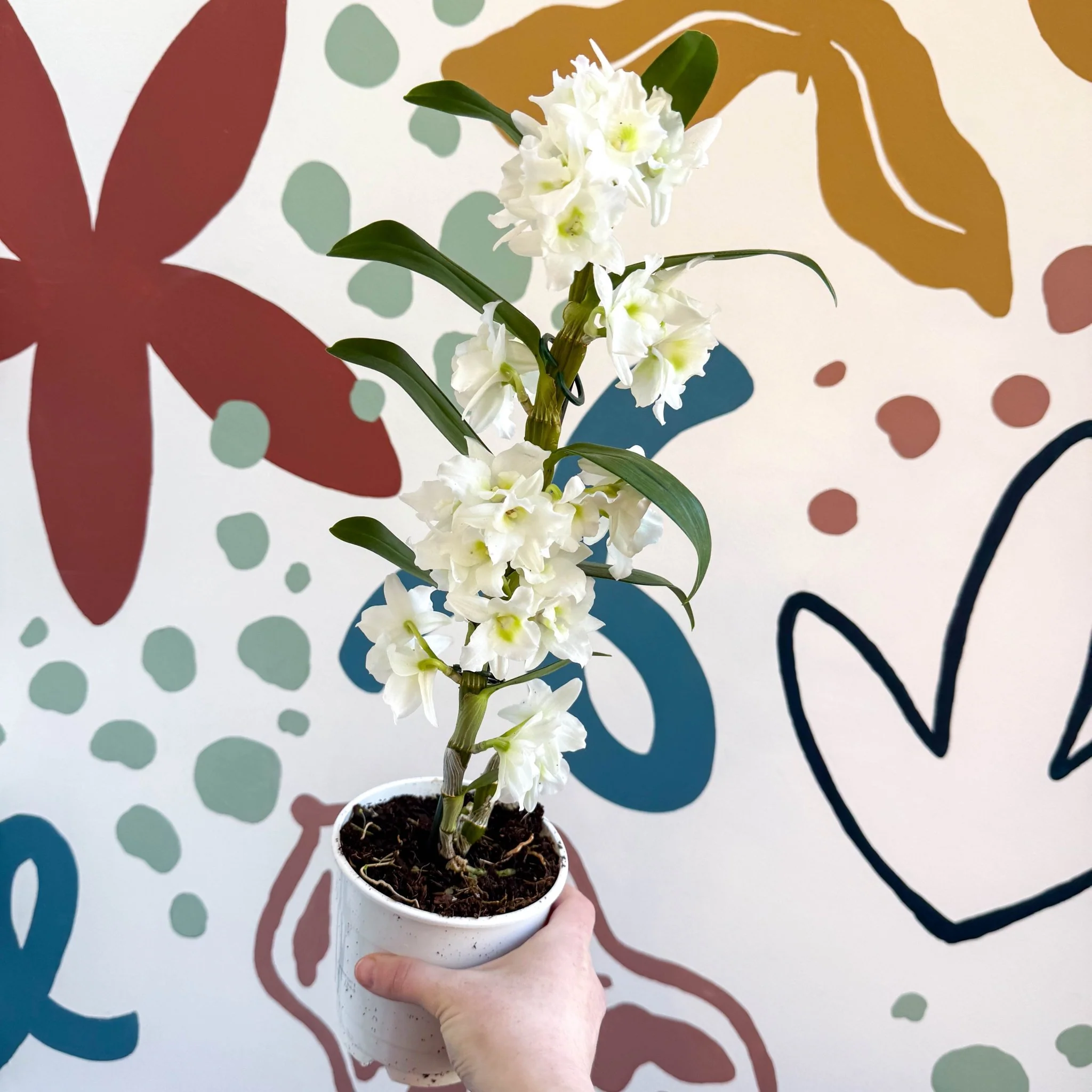 Dendrobium nobile 'Spring Dream Star Class Apollon' - White Noble Orchid - Image 4