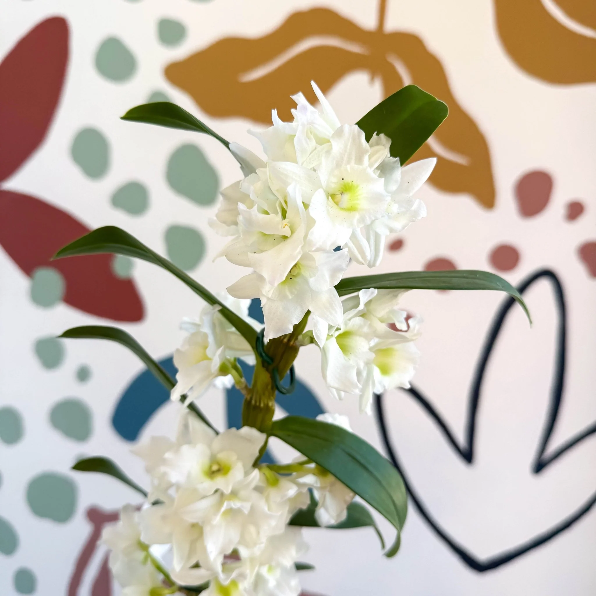 Dendrobium nobile 'Spring Dream Star Class Apollon' - White Noble Orchid - Image 5