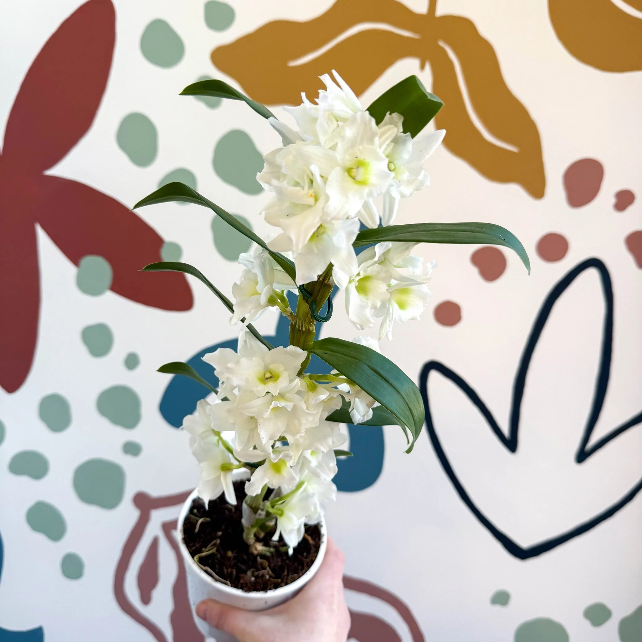Dendrobium nobile 'Spring Dream Star Class Apollon' - White Noble Orchid - Image 6