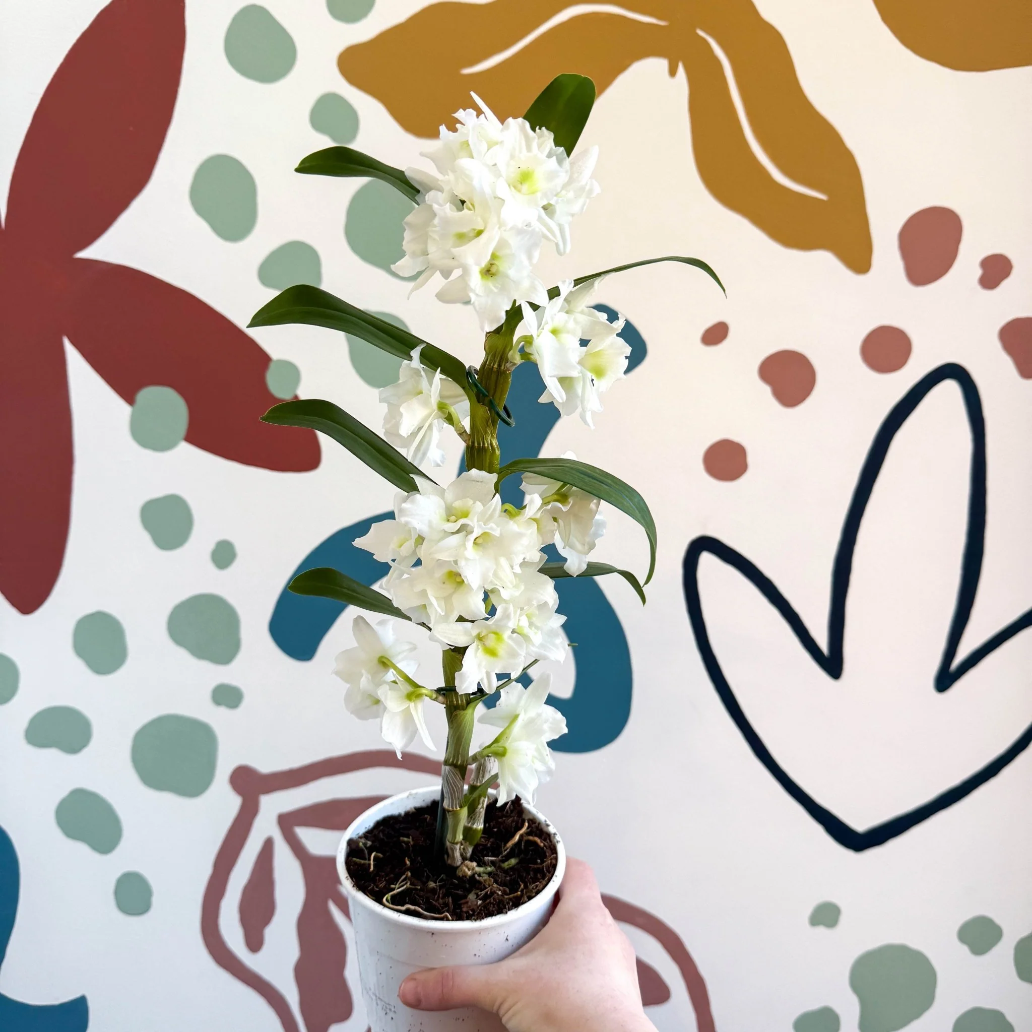 Dendrobium nobile 'Spring Dream Star Class Apollon' - White Noble Orchid - Image 7