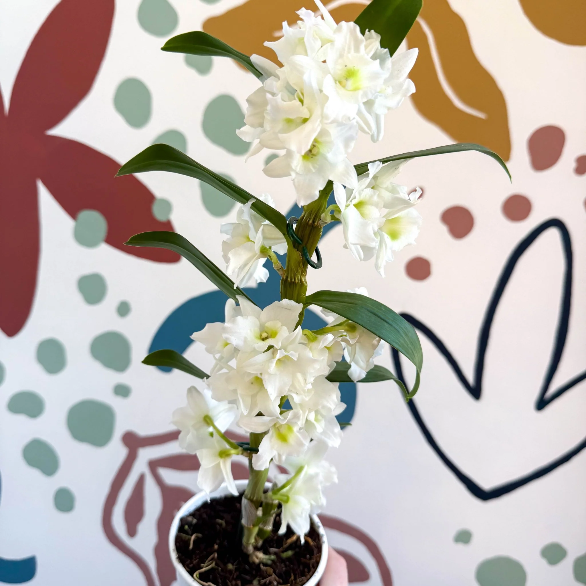 Dendrobium nobile 'Spring Dream Star Class Apollon' - White Noble Orchid - Image 8