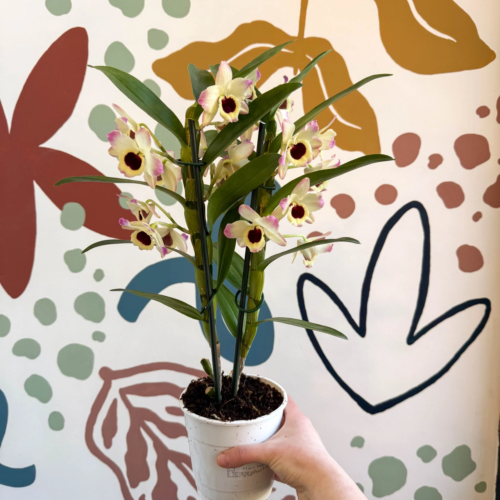 Dendrobium nobile 'Sunny Eyes' - Noble Orchid