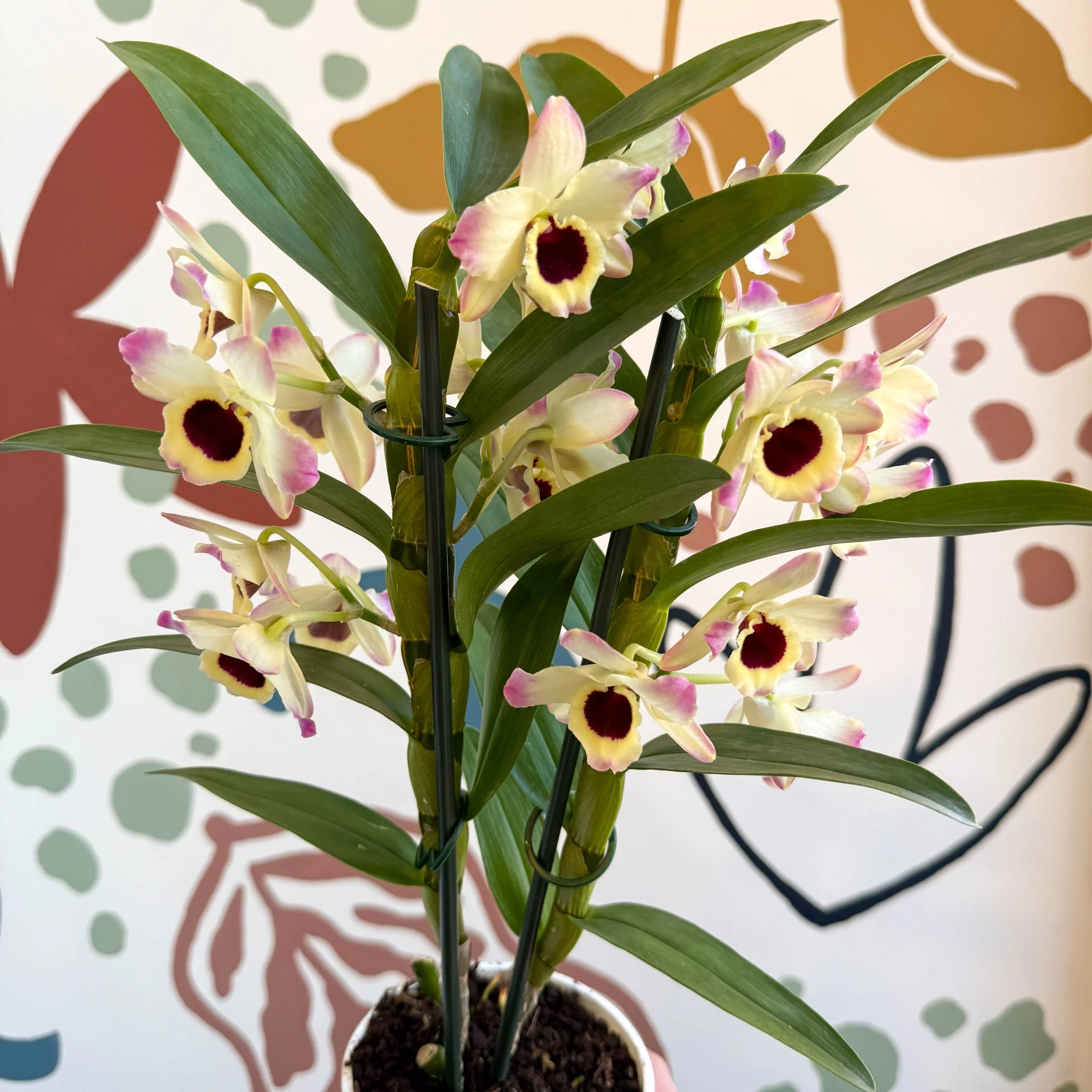 Dendrobium nobile 'Sunny Eyes' - Noble Orchid - Image 2