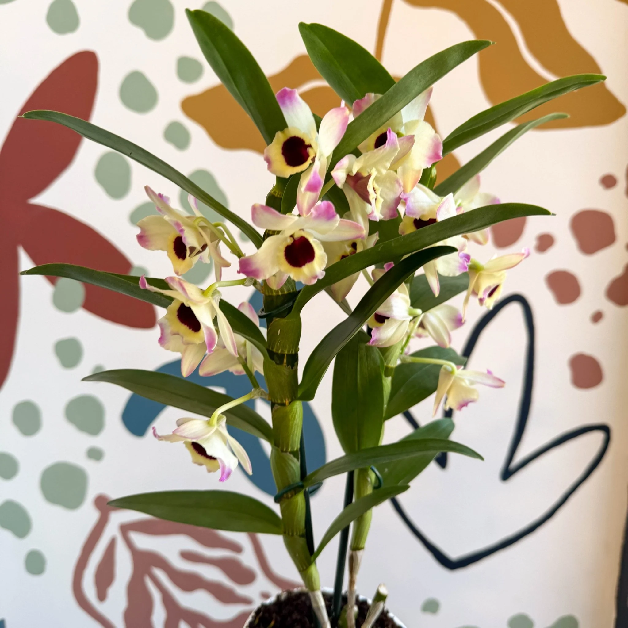 Dendrobium nobile 'Sunny Eyes' - Noble Orchid - Image 3