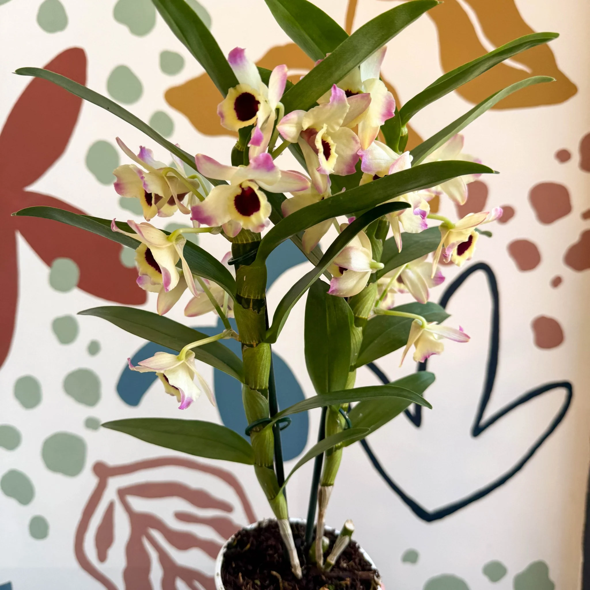 Dendrobium nobile 'Sunny Eyes' - Noble Orchid - Image 4