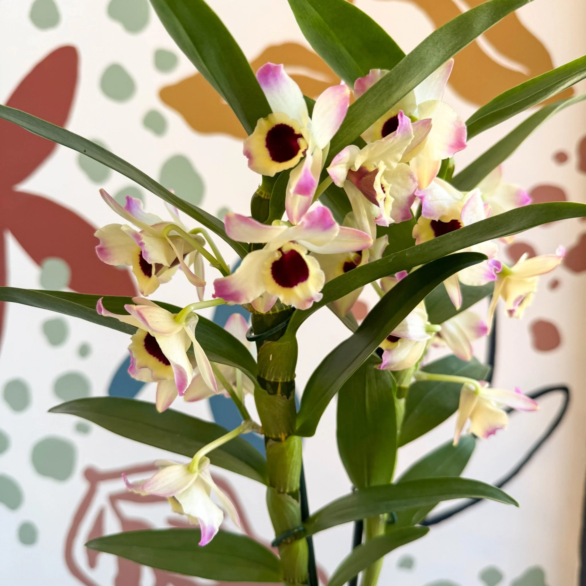 Dendrobium nobile 'Sunny Eyes' - Noble Orchid - Image 5