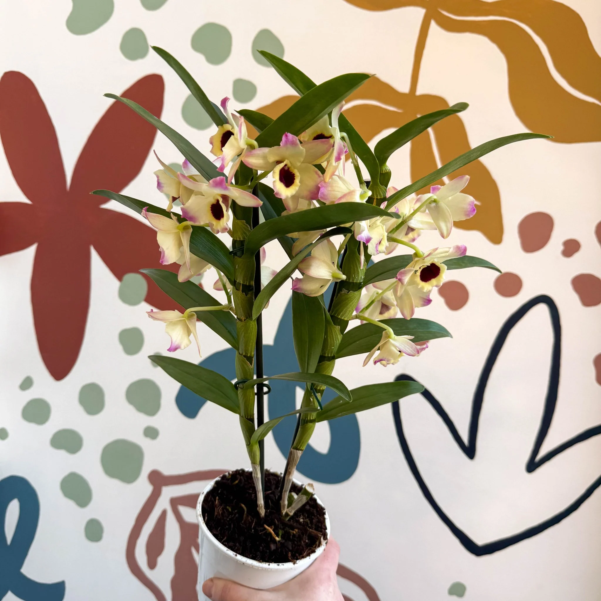Dendrobium nobile 'Sunny Eyes' - Noble Orchid - Image 6