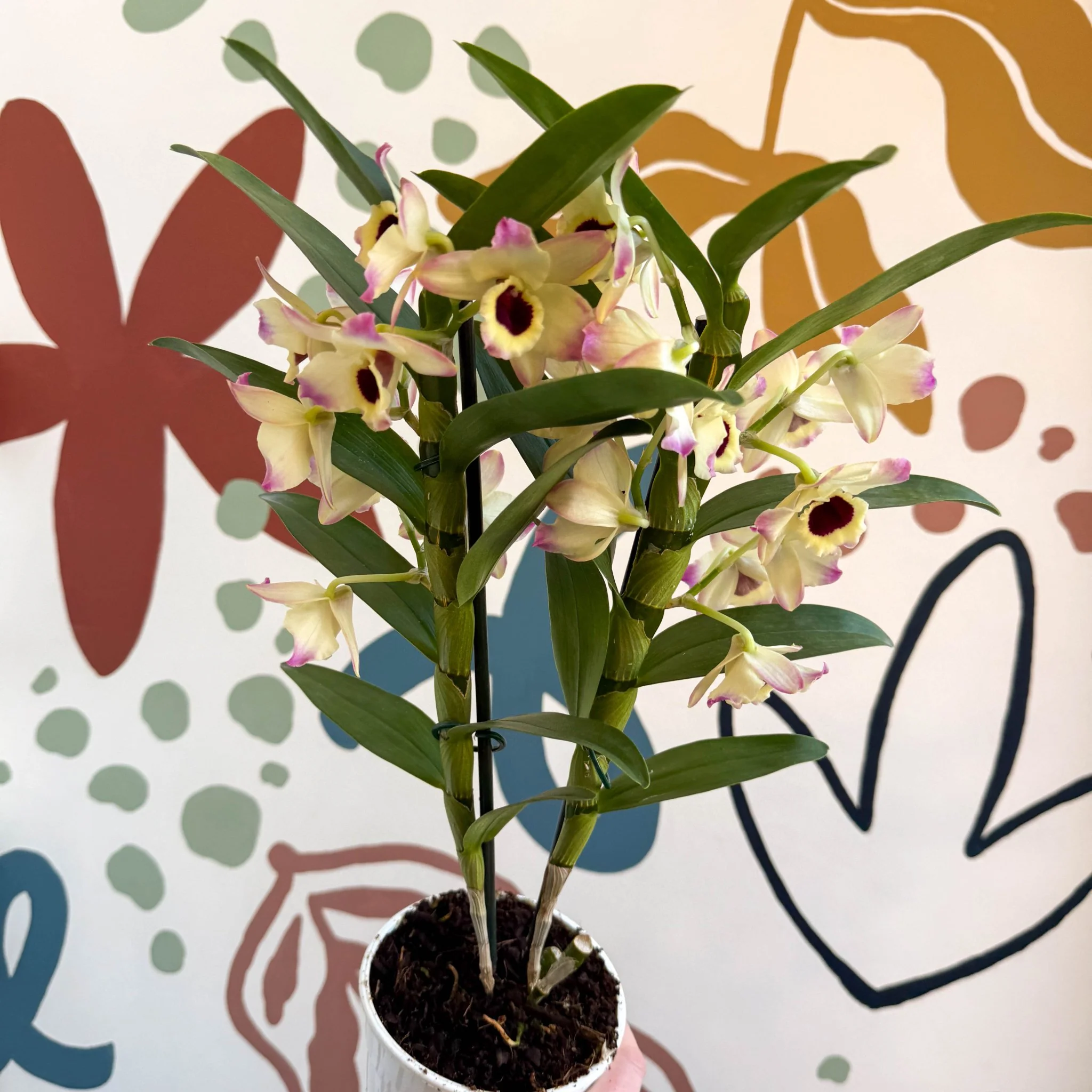 Dendrobium nobile 'Sunny Eyes' - Noble Orchid - Image 7