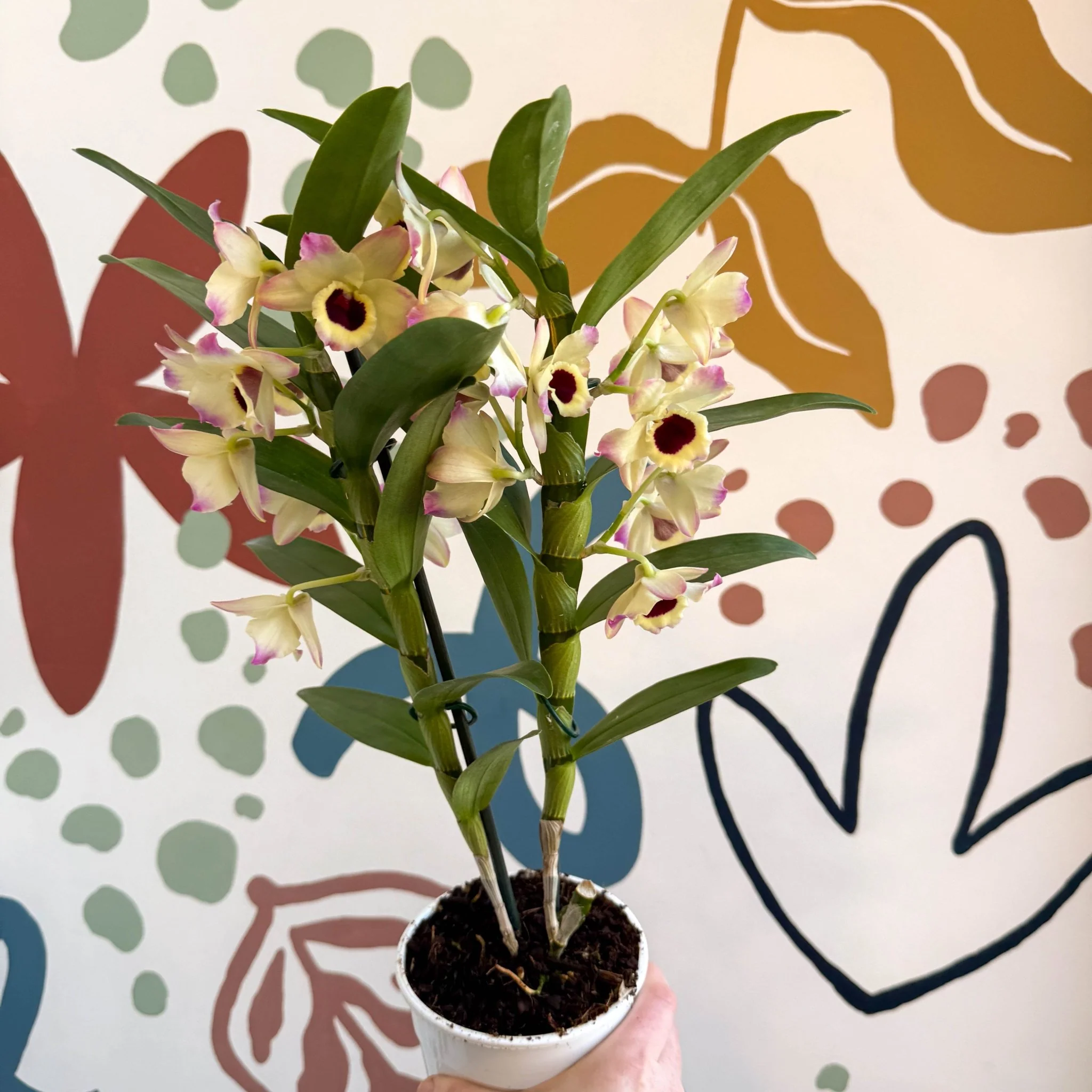 Dendrobium nobile 'Sunny Eyes' - Noble Orchid - Image 8