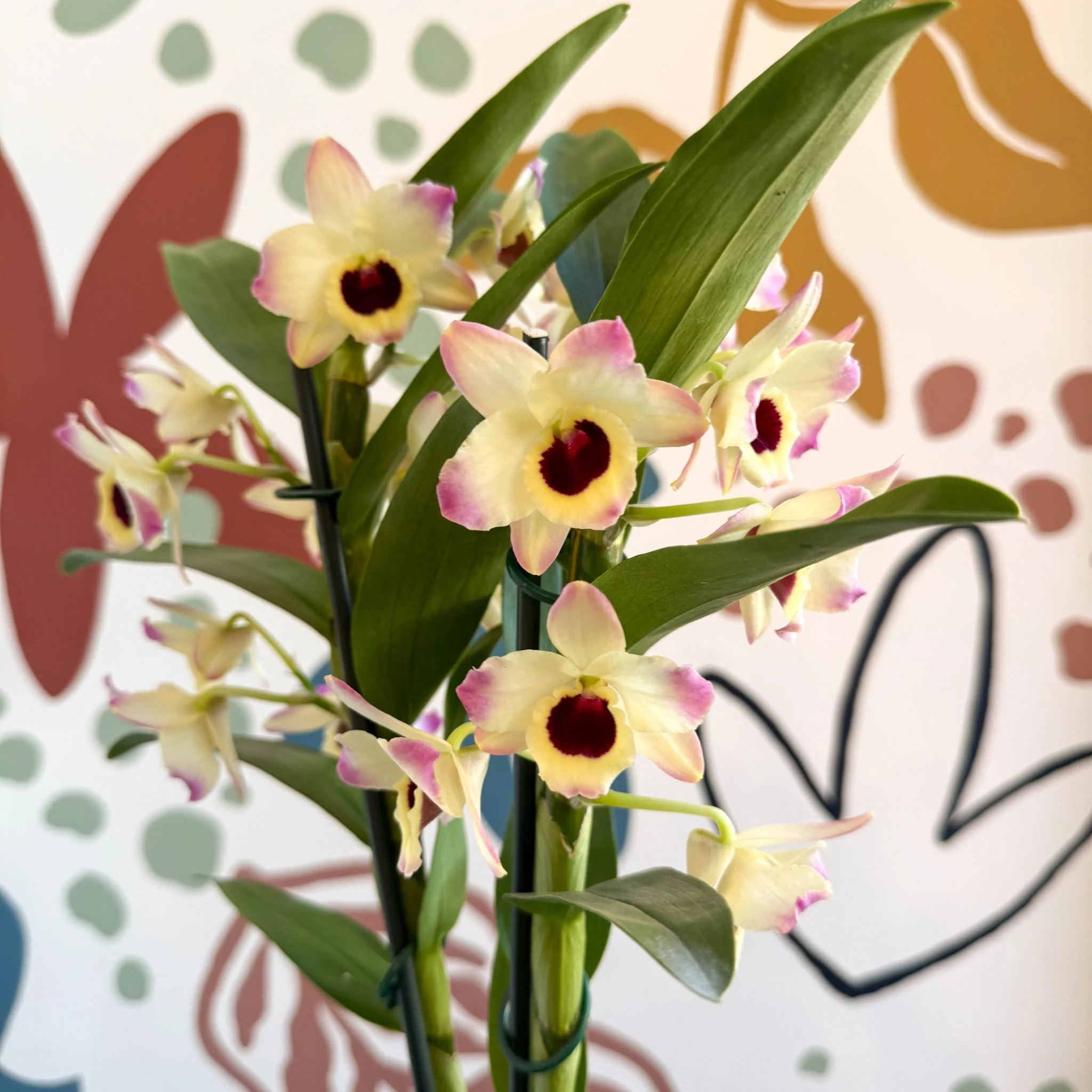 Dendrobium nobile 'Sunny Eyes' - Noble Orchid - Image 9