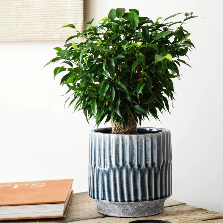 Onno Planter in Denim Blue - Image 2