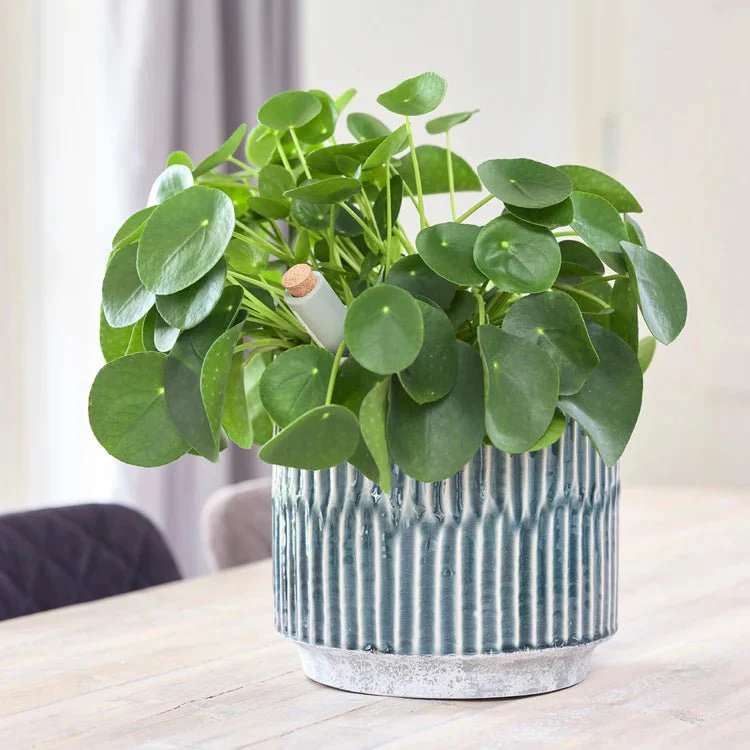 Onno Planter in Denim Blue - Image 3