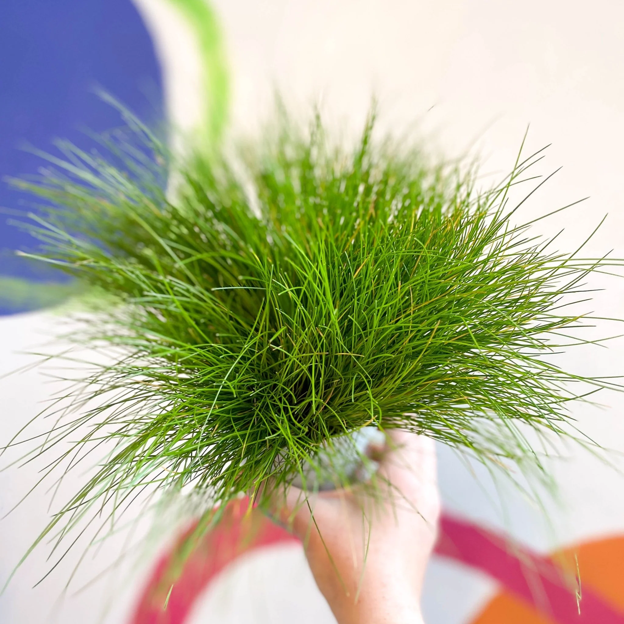 Deschampsia flexuosa ‘AmiLime’ - Wavy Hair Grass