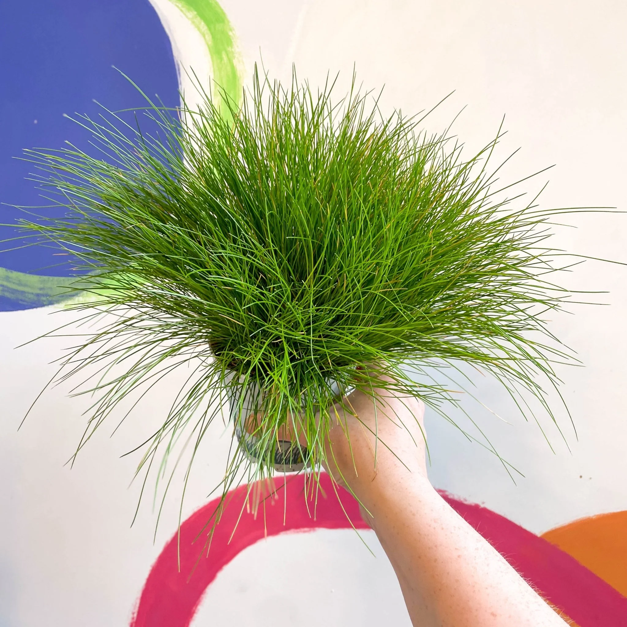 Deschampsia flexuosa ‘AmiLime’ - Wavy Hair Grass - Image 10