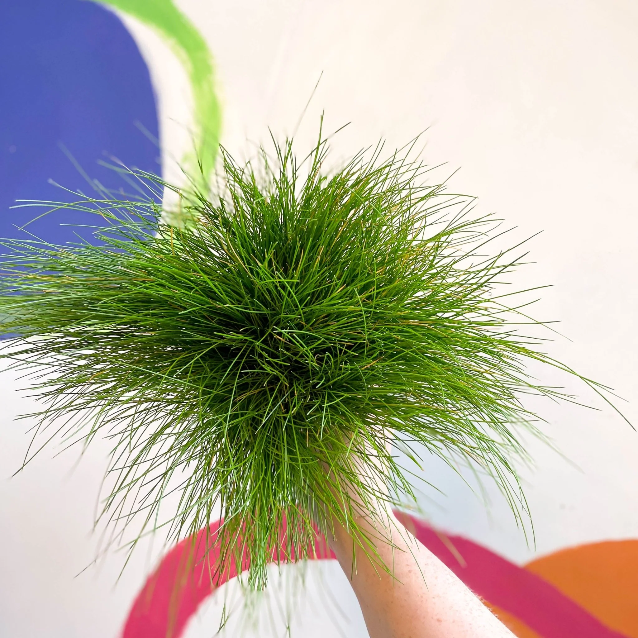 Deschampsia flexuosa ‘AmiLime’ - Wavy Hair Grass - Image 2