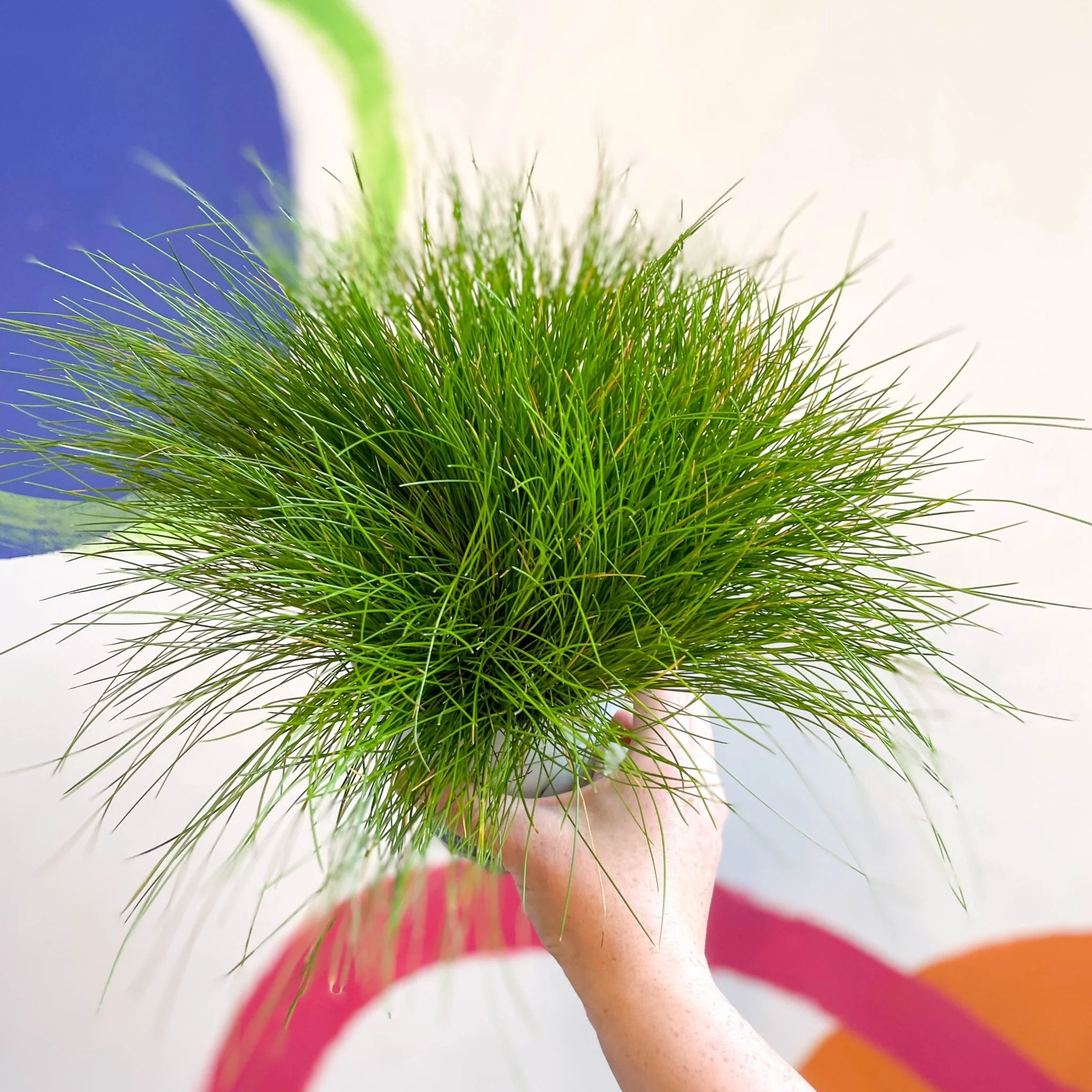 Deschampsia flexuosa ‘AmiLime’ - Wavy Hair Grass - Image 3