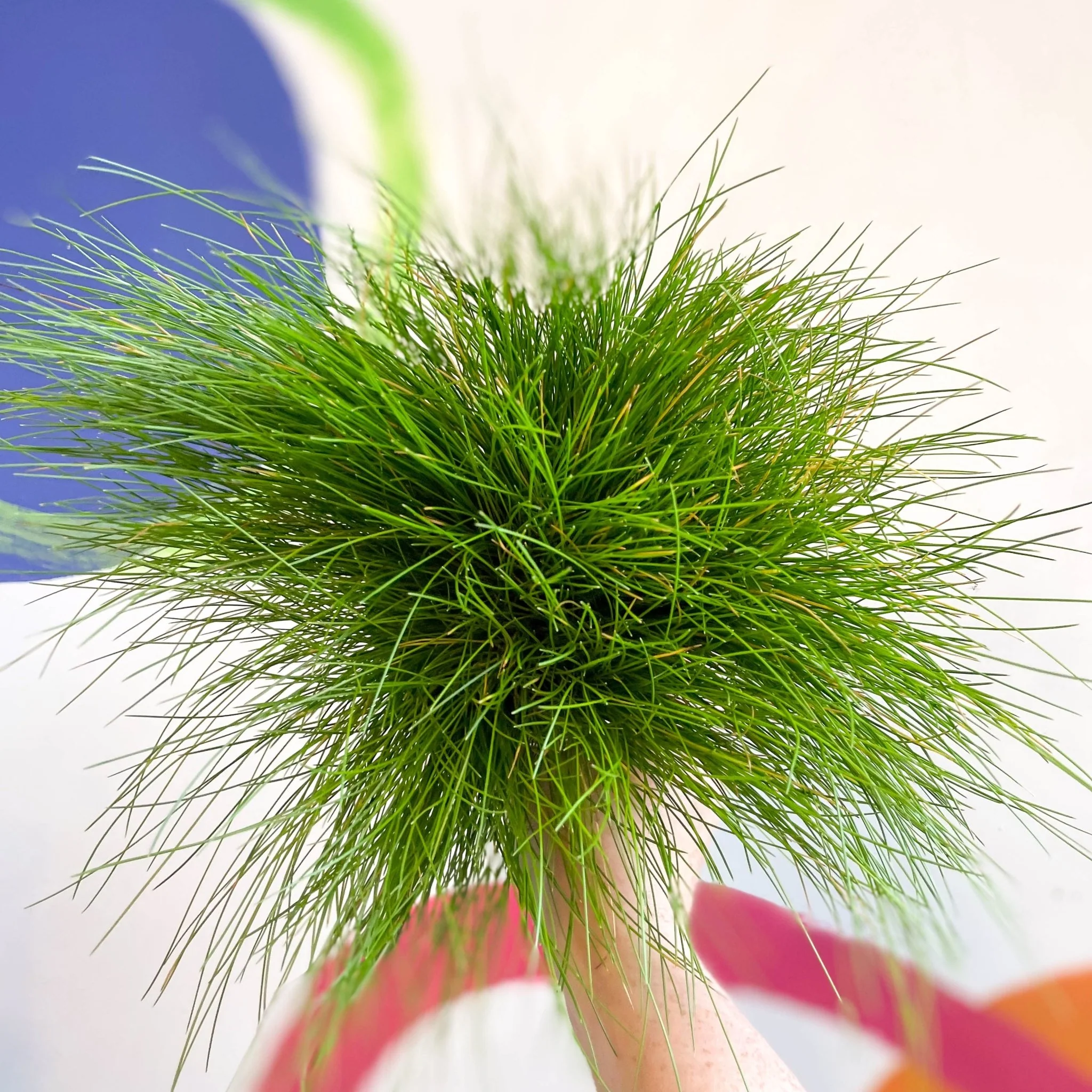 Deschampsia flexuosa ‘AmiLime’ - Wavy Hair Grass - Image 4