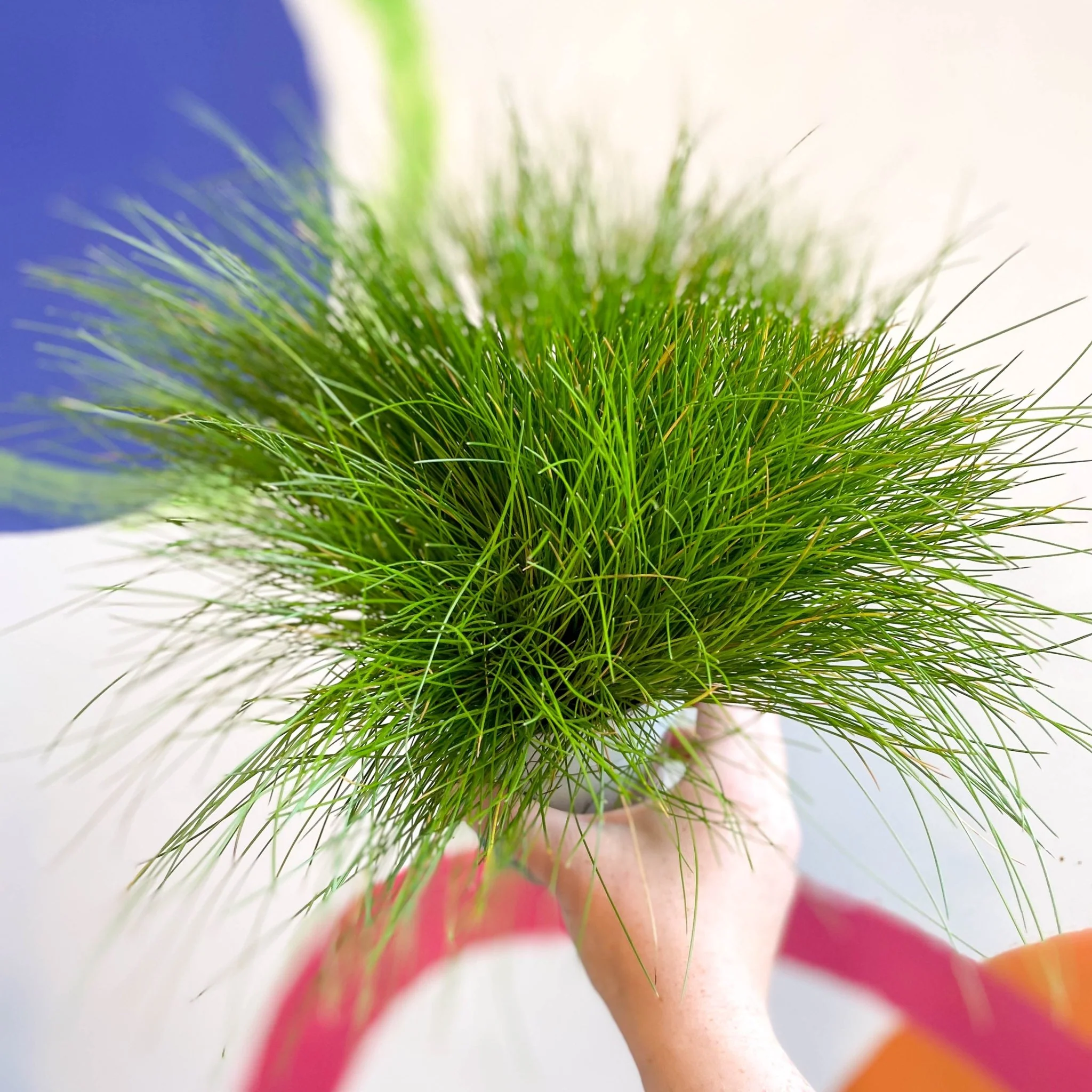 Deschampsia flexuosa ‘AmiLime’ - Wavy Hair Grass - Image 5