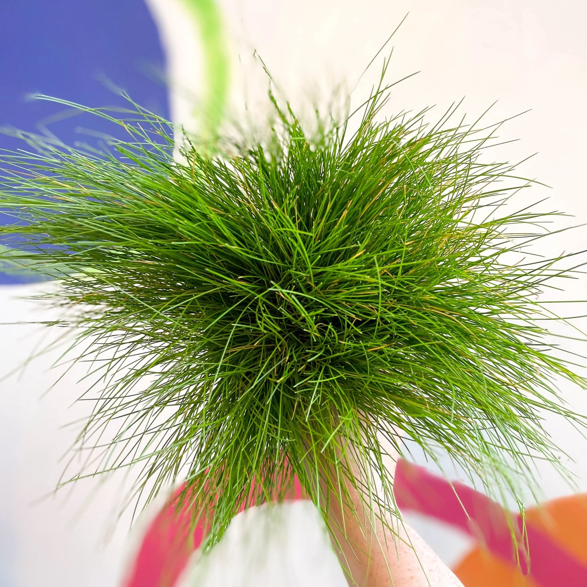 Deschampsia flexuosa ‘AmiLime’ - Wavy Hair Grass - Image 6