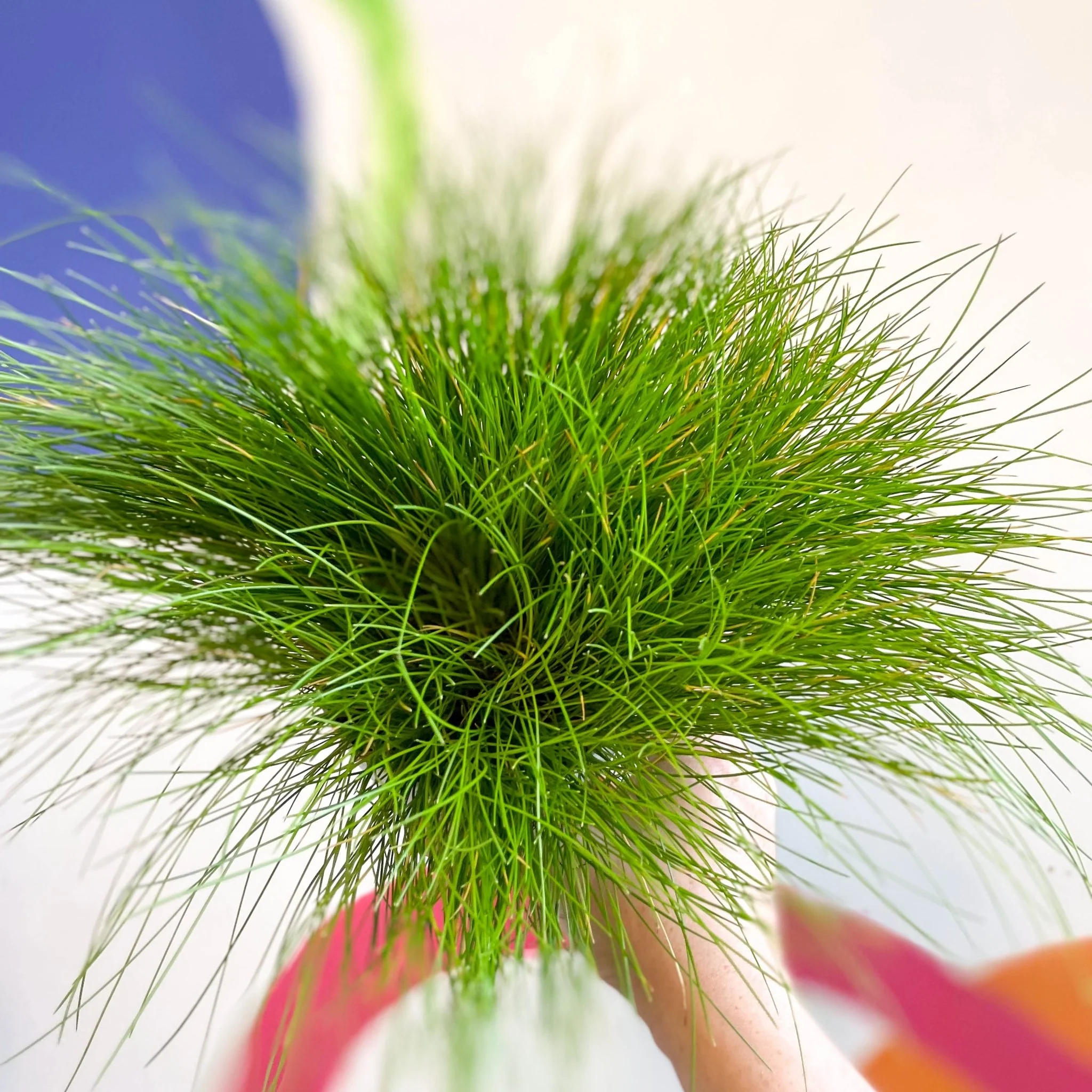 Deschampsia flexuosa ‘AmiLime’ - Wavy Hair Grass - Image 7