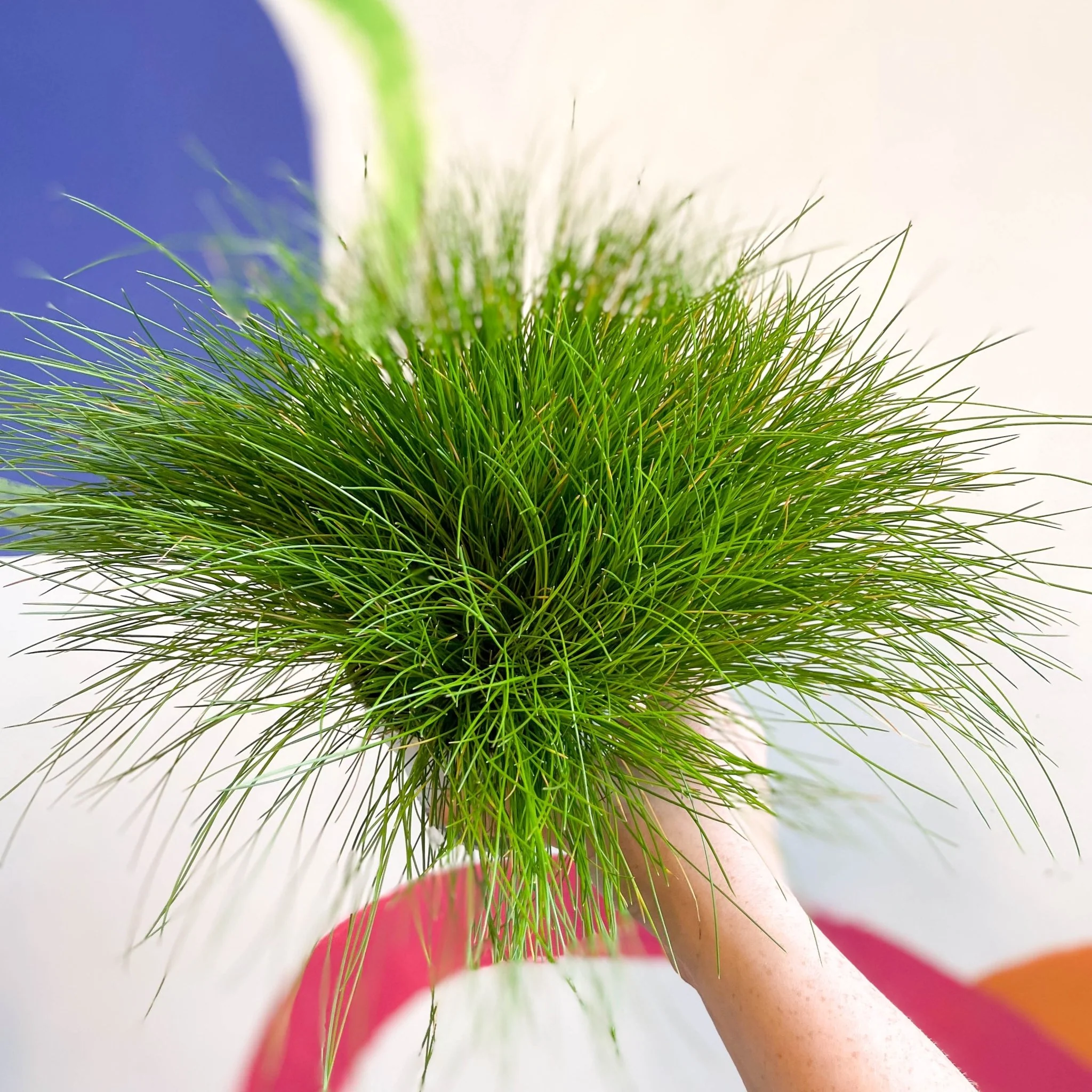 Deschampsia flexuosa ‘AmiLime’ - Wavy Hair Grass - Image 8