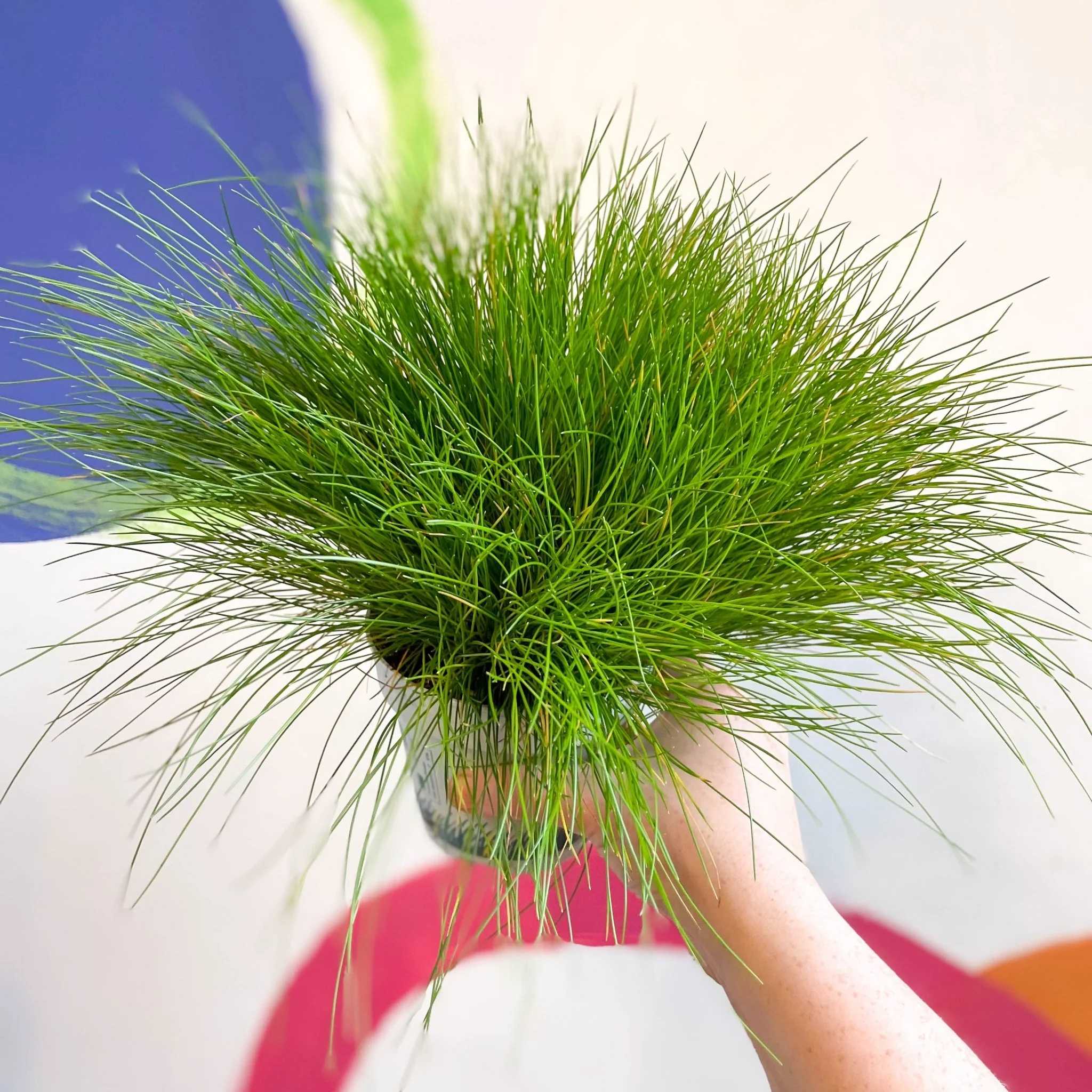 Deschampsia flexuosa ‘AmiLime’ - Wavy Hair Grass - Image 9
