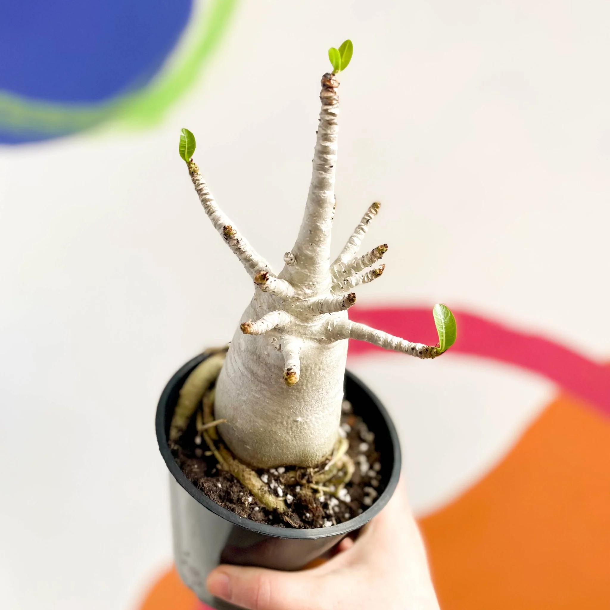 Adenium obesum 'Baobab' - Desert Rose - Image 10
