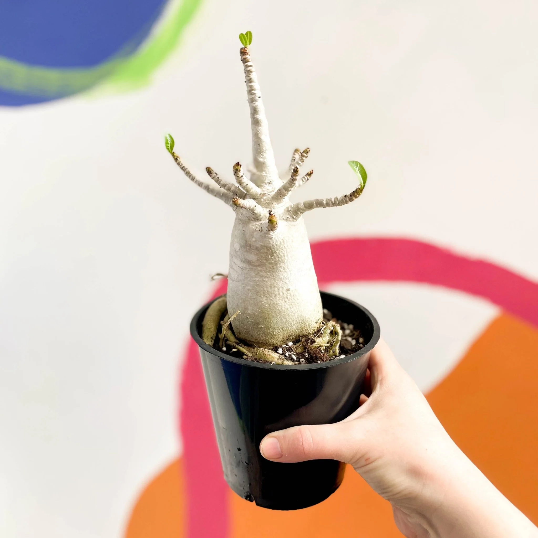Adenium obesum 'Baobab' - Desert Rose - Image 12