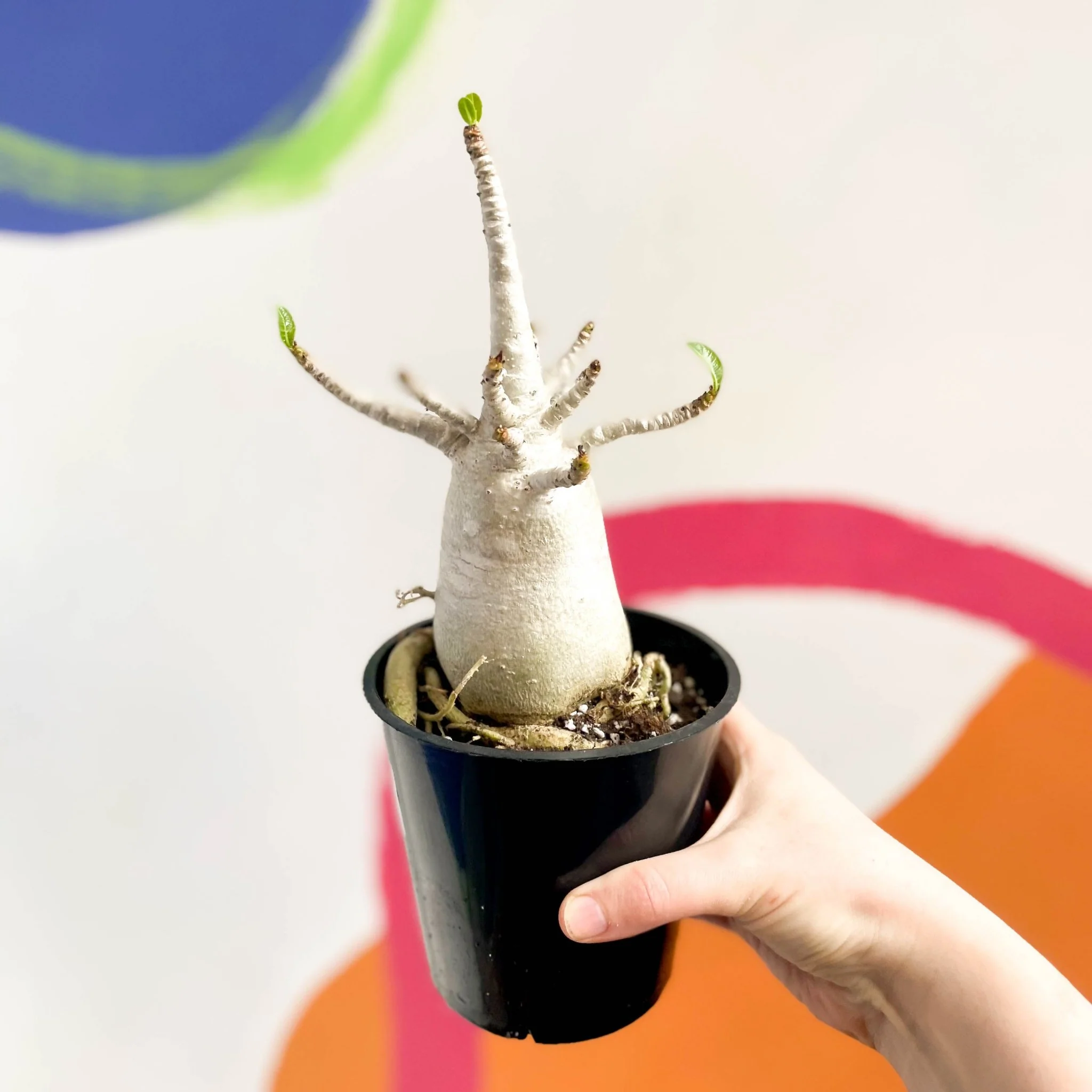 Adenium obesum 'Baobab' - Desert Rose - Image 13