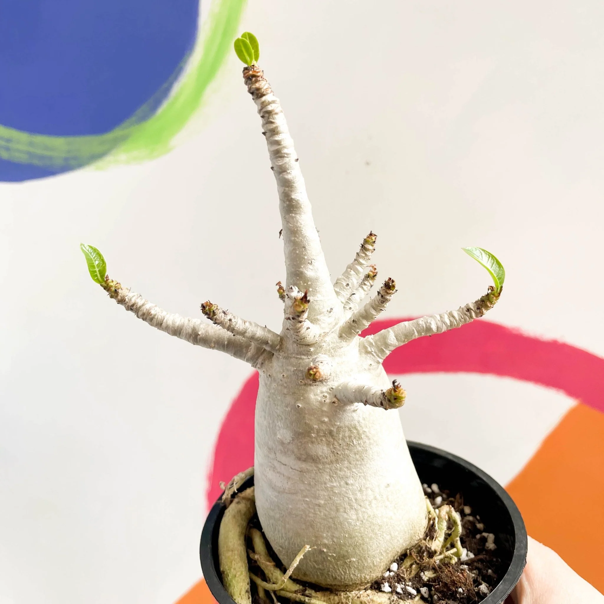 Adenium obesum 'Baobab' - Desert Rose - Image 14