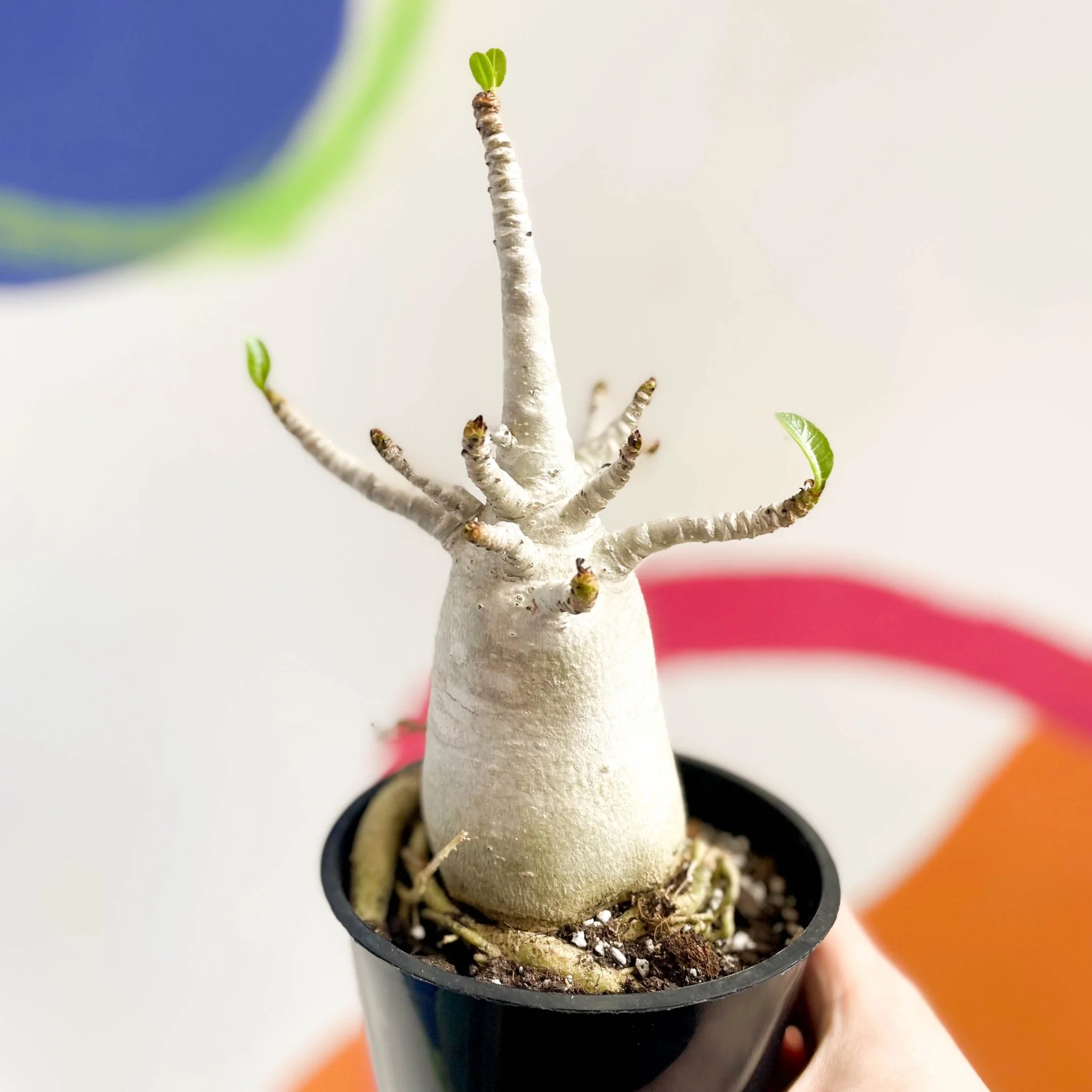 Adenium obesum 'Baobab' - Desert Rose - Image 15