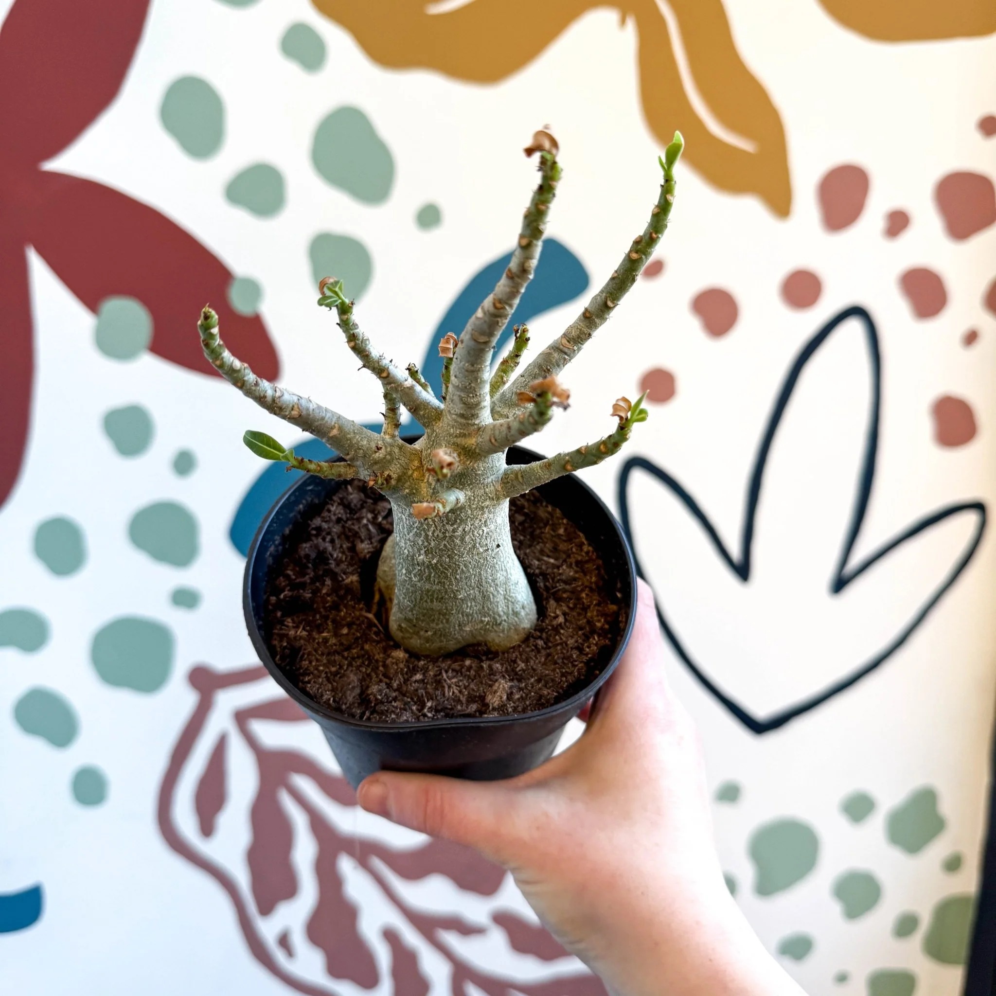 Adenium obesum 'Baobab' - Desert Rose - Image 16