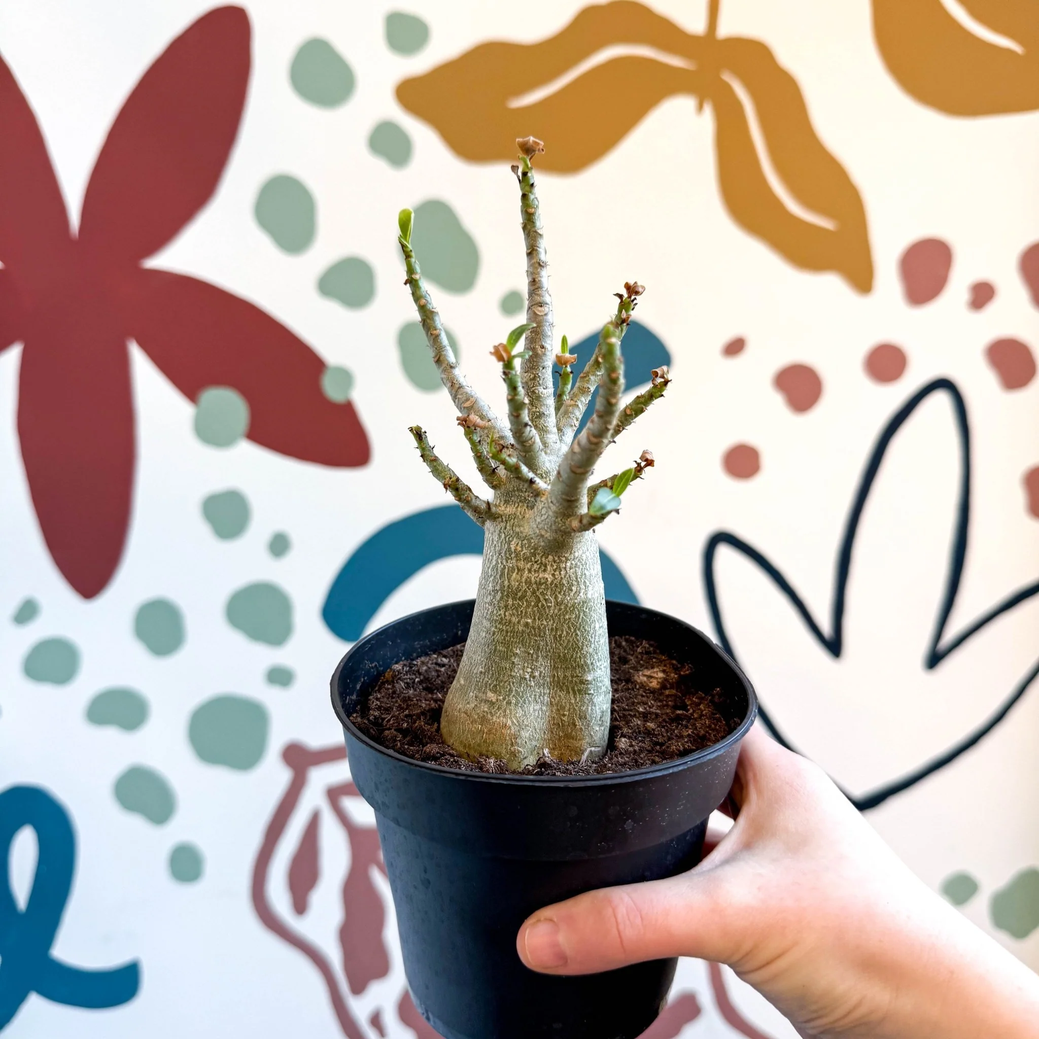 Adenium obesum 'Baobab' - Desert Rose - Image 17