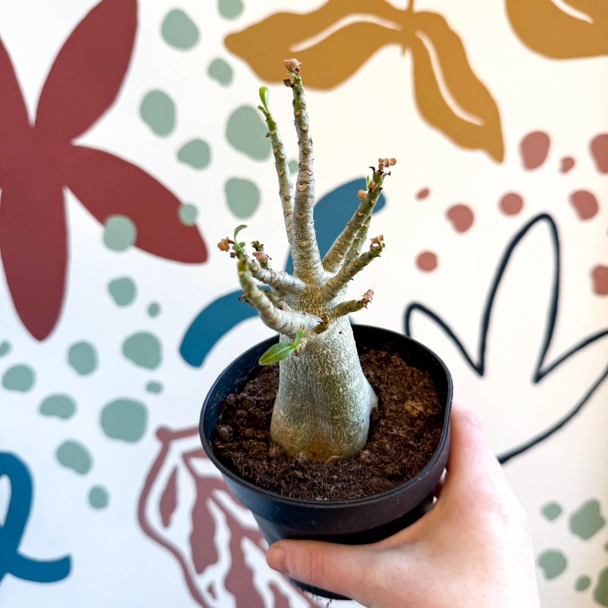 Adenium obesum 'Baobab' - Desert Rose - Image 18