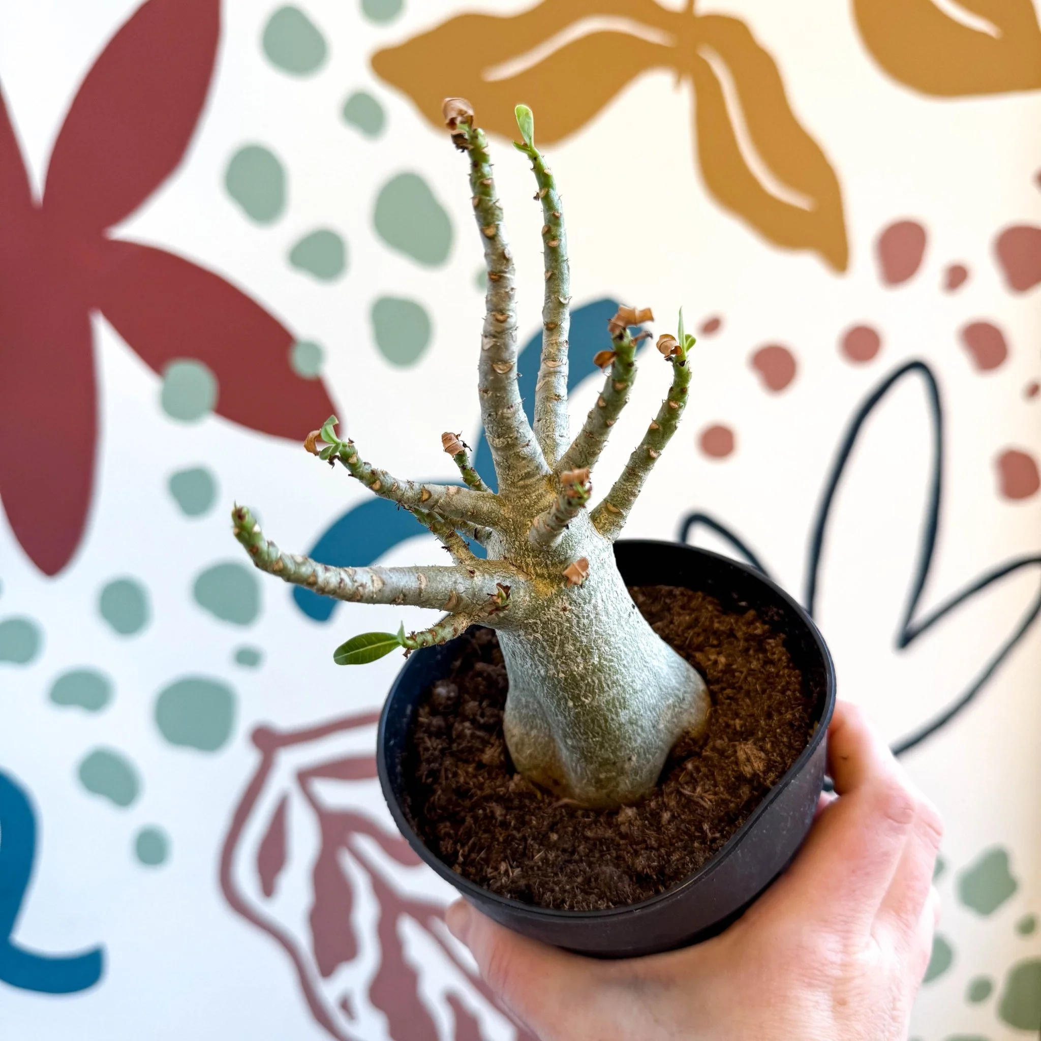 Adenium obesum 'Baobab' - Desert Rose - Image 19