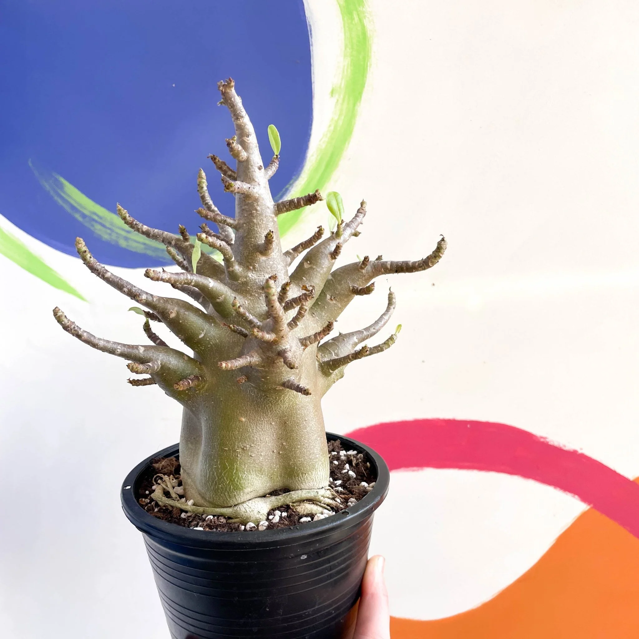 Adenium obesum 'Baobab' - Desert Rose - Image 2