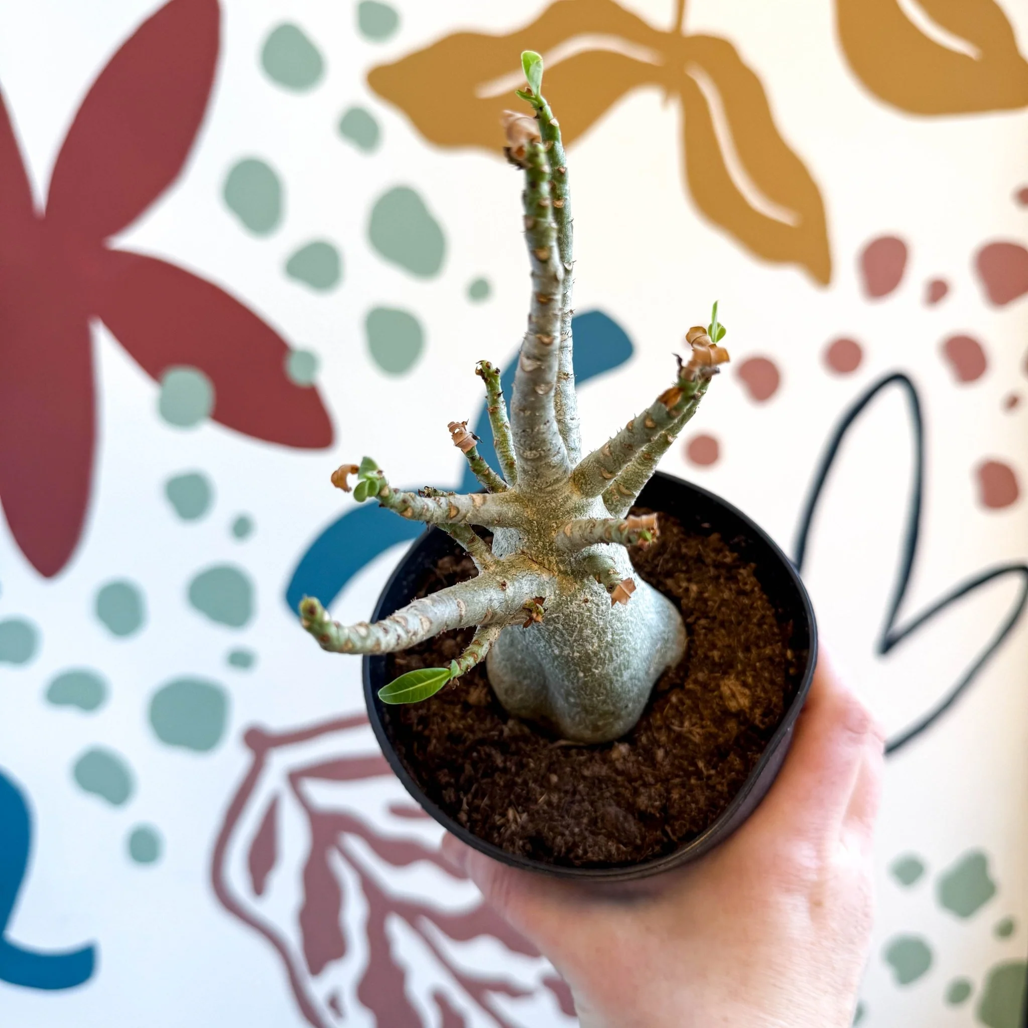 Adenium obesum 'Baobab' - Desert Rose - Image 20