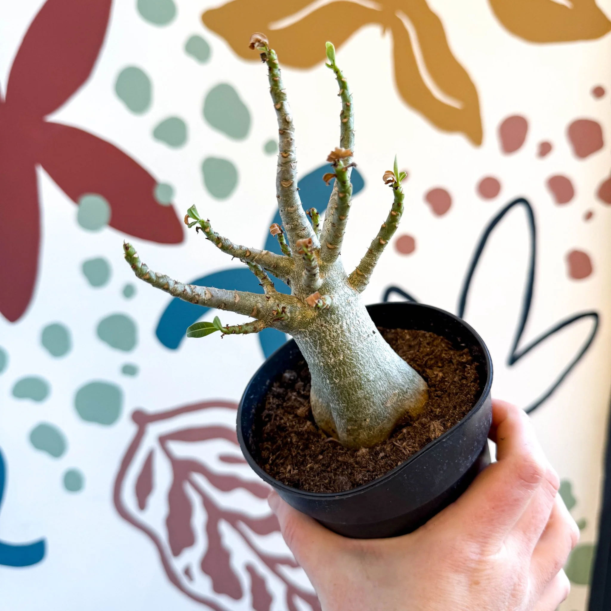 Adenium obesum 'Baobab' - Desert Rose - Image 21