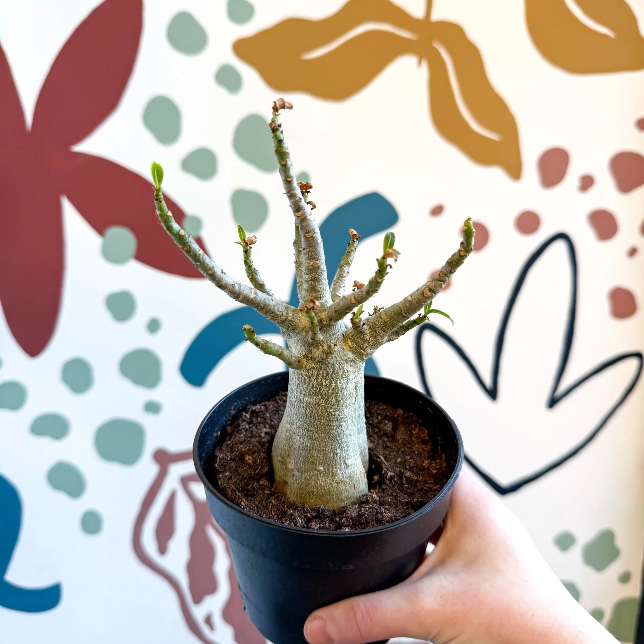 Adenium obesum 'Baobab' - Desert Rose - Image 22