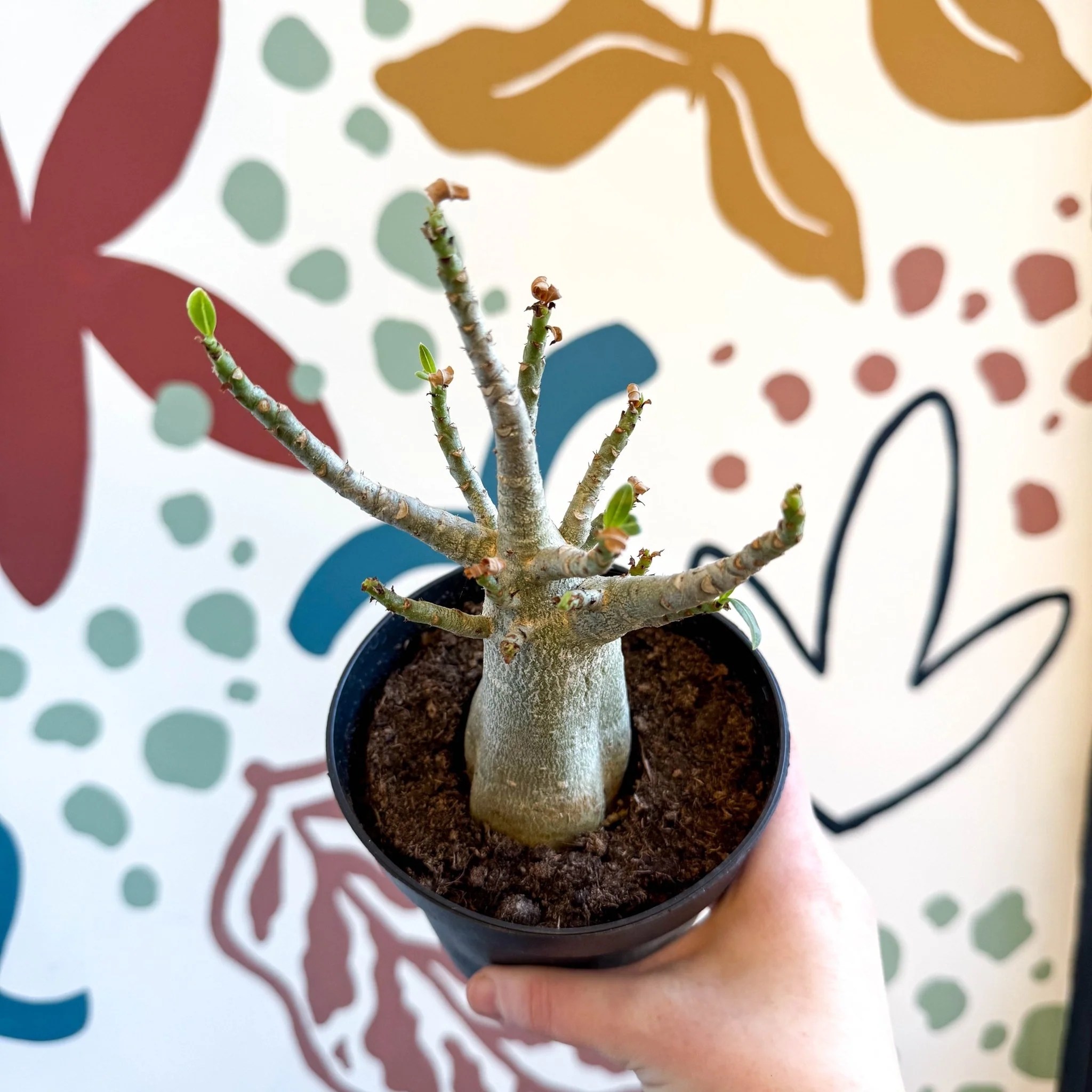 Adenium obesum 'Baobab' - Desert Rose - Image 23