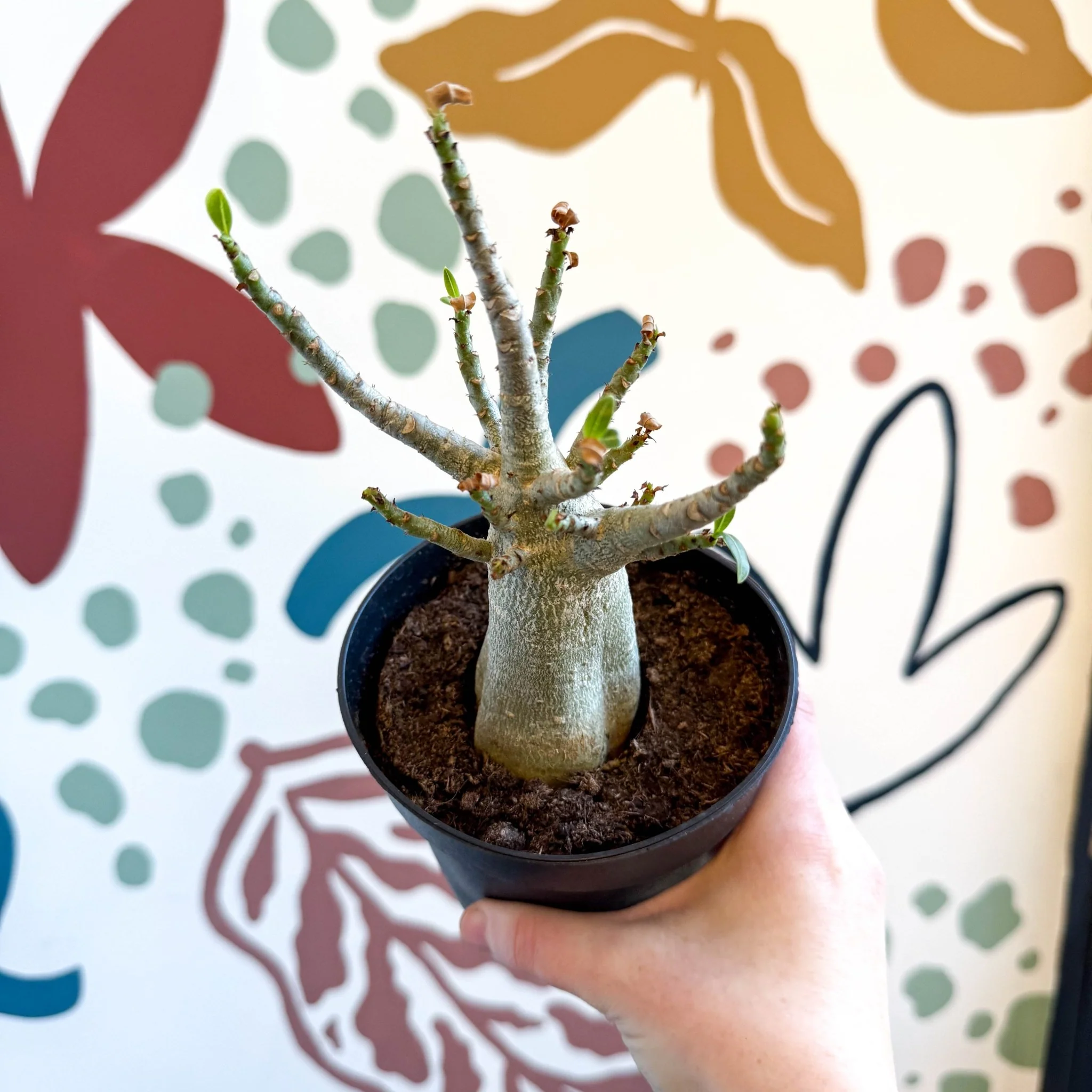 Adenium obesum 'Baobab' - Desert Rose - Image 24