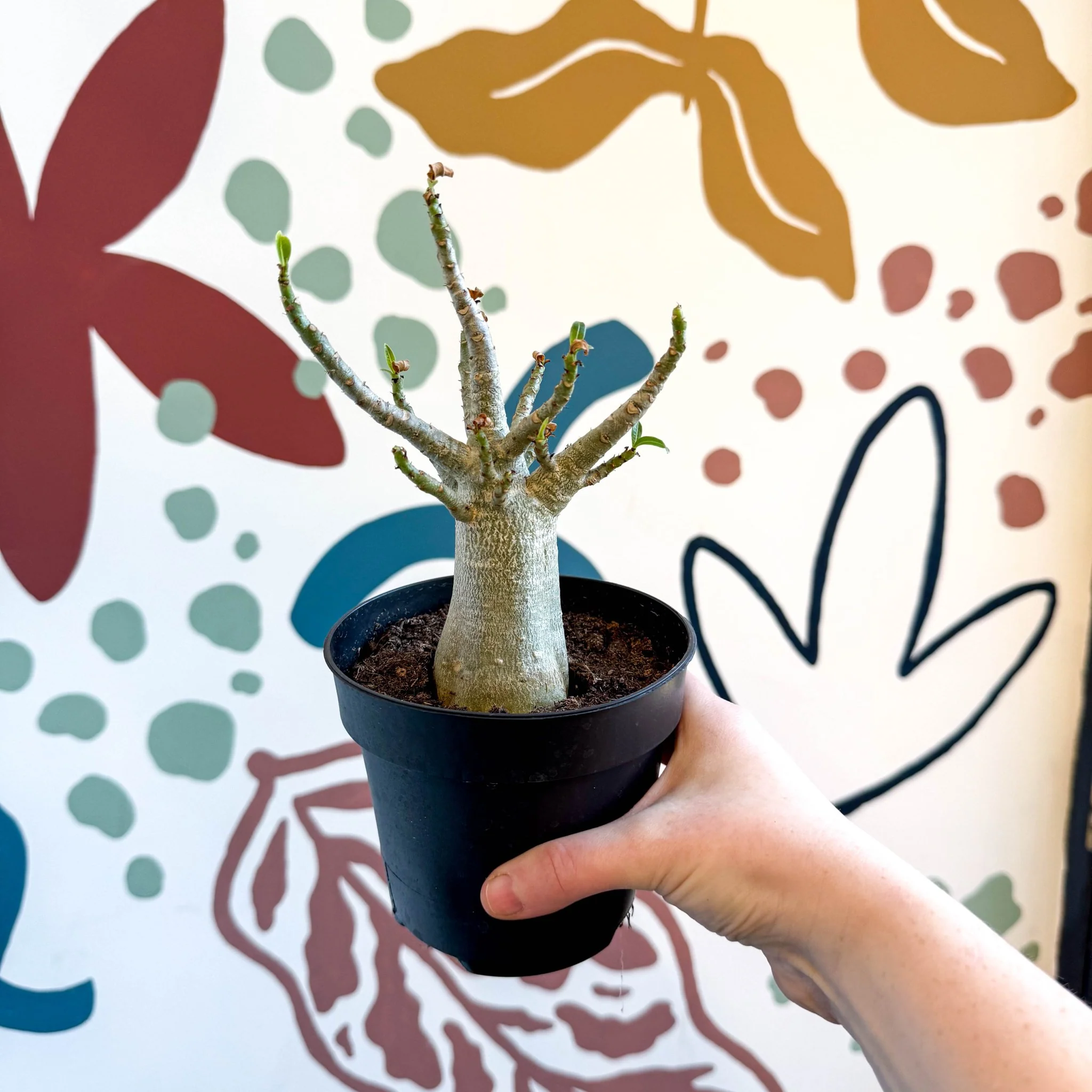Adenium obesum 'Baobab' - Desert Rose - Image 25