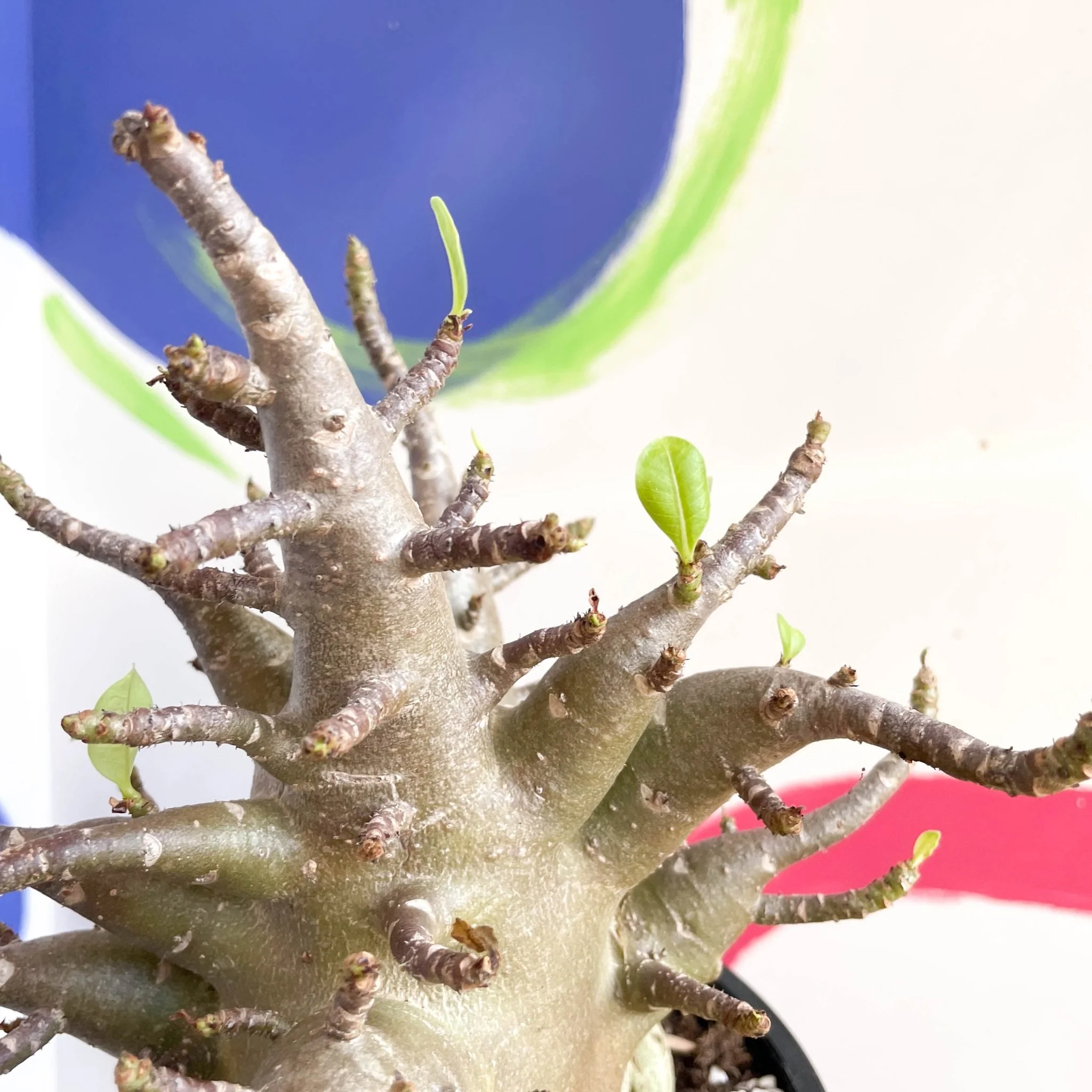 Adenium obesum 'Baobab' - Desert Rose - Image 3