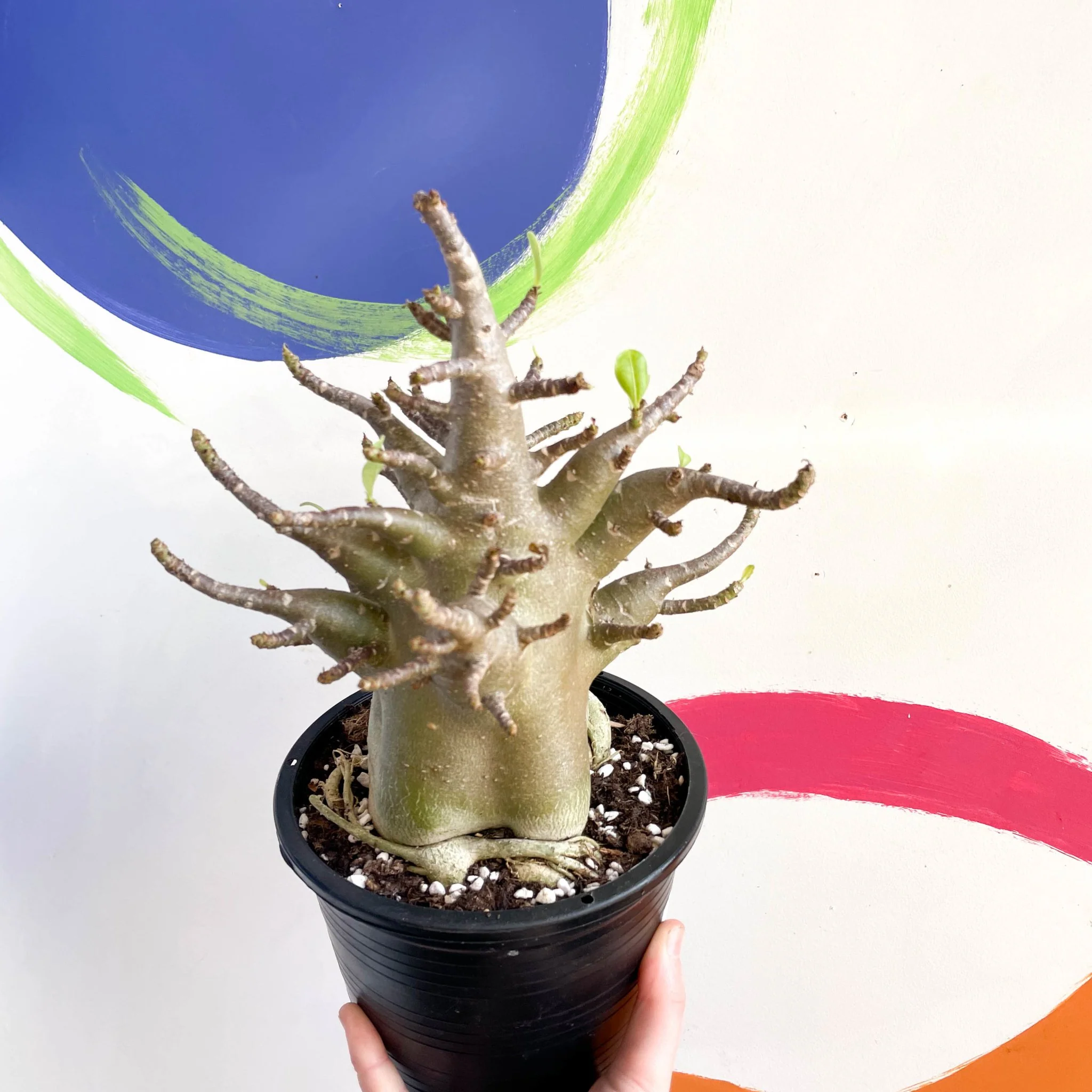 Adenium obesum 'Baobab' - Desert Rose - Image 4