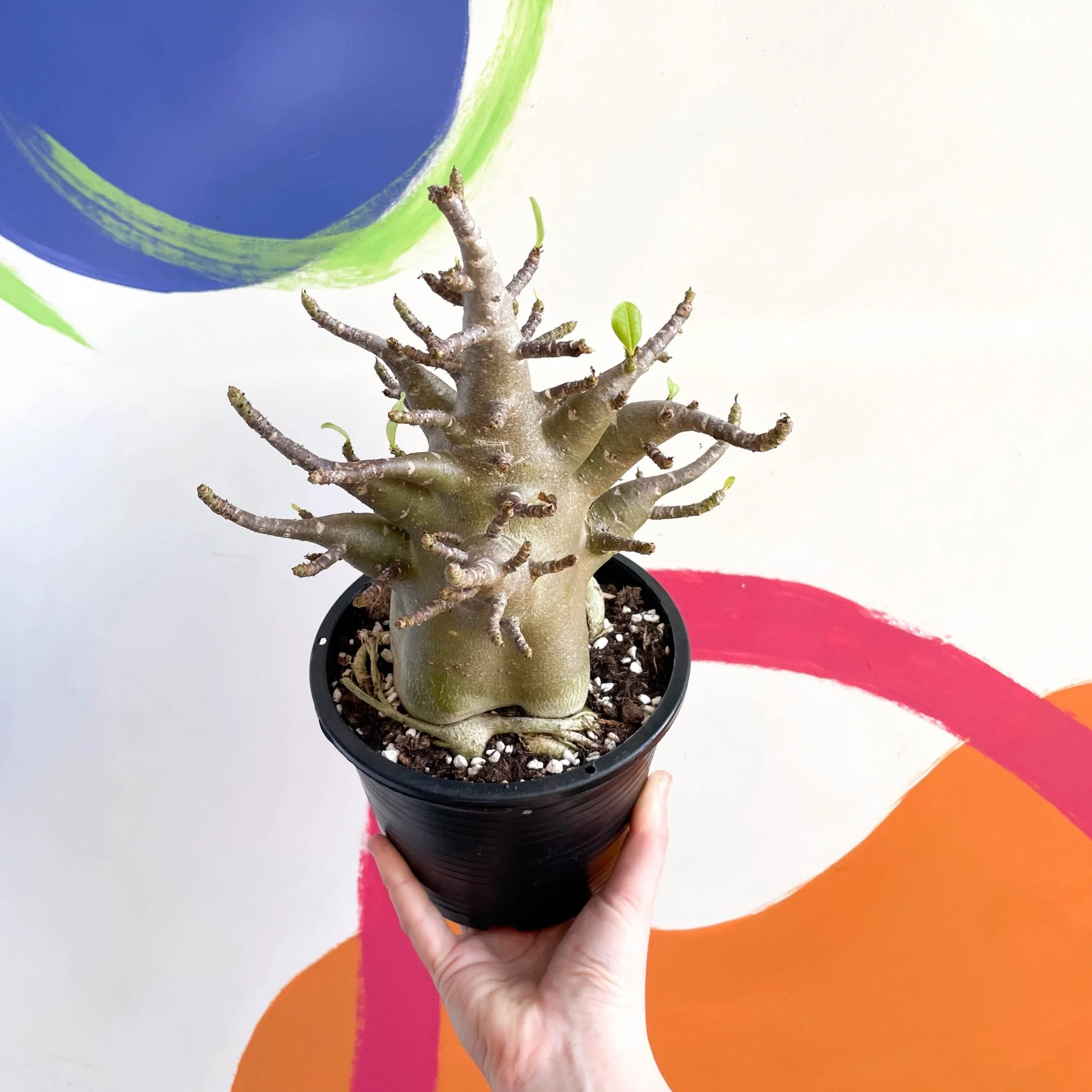 Adenium obesum 'Baobab' - Desert Rose - Image 5