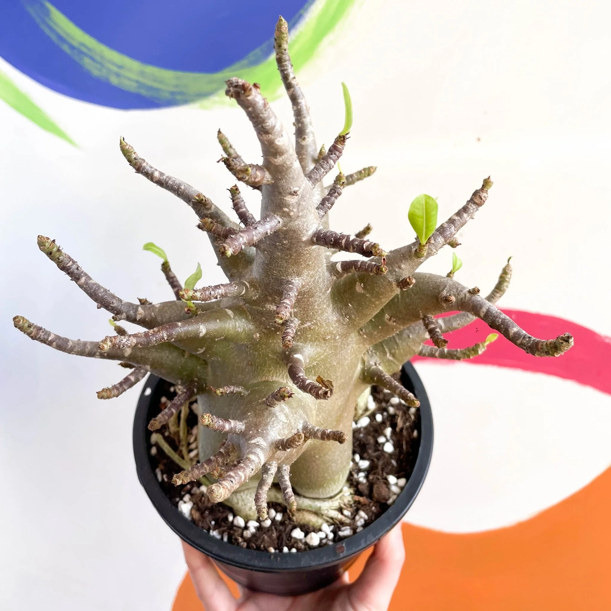 Adenium obesum 'Baobab' - Desert Rose - Image 6