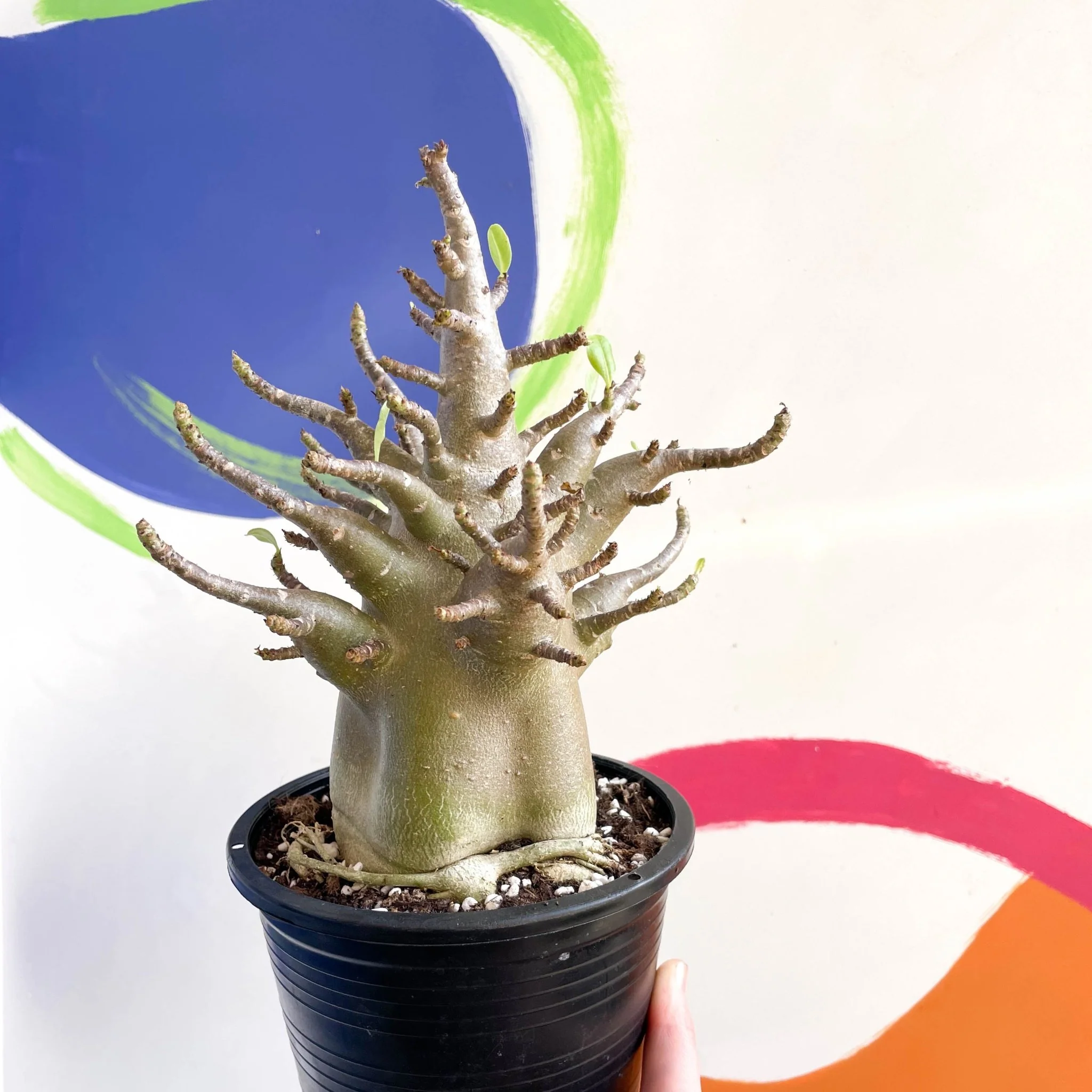 Adenium obesum 'Baobab' - Desert Rose - Image 7