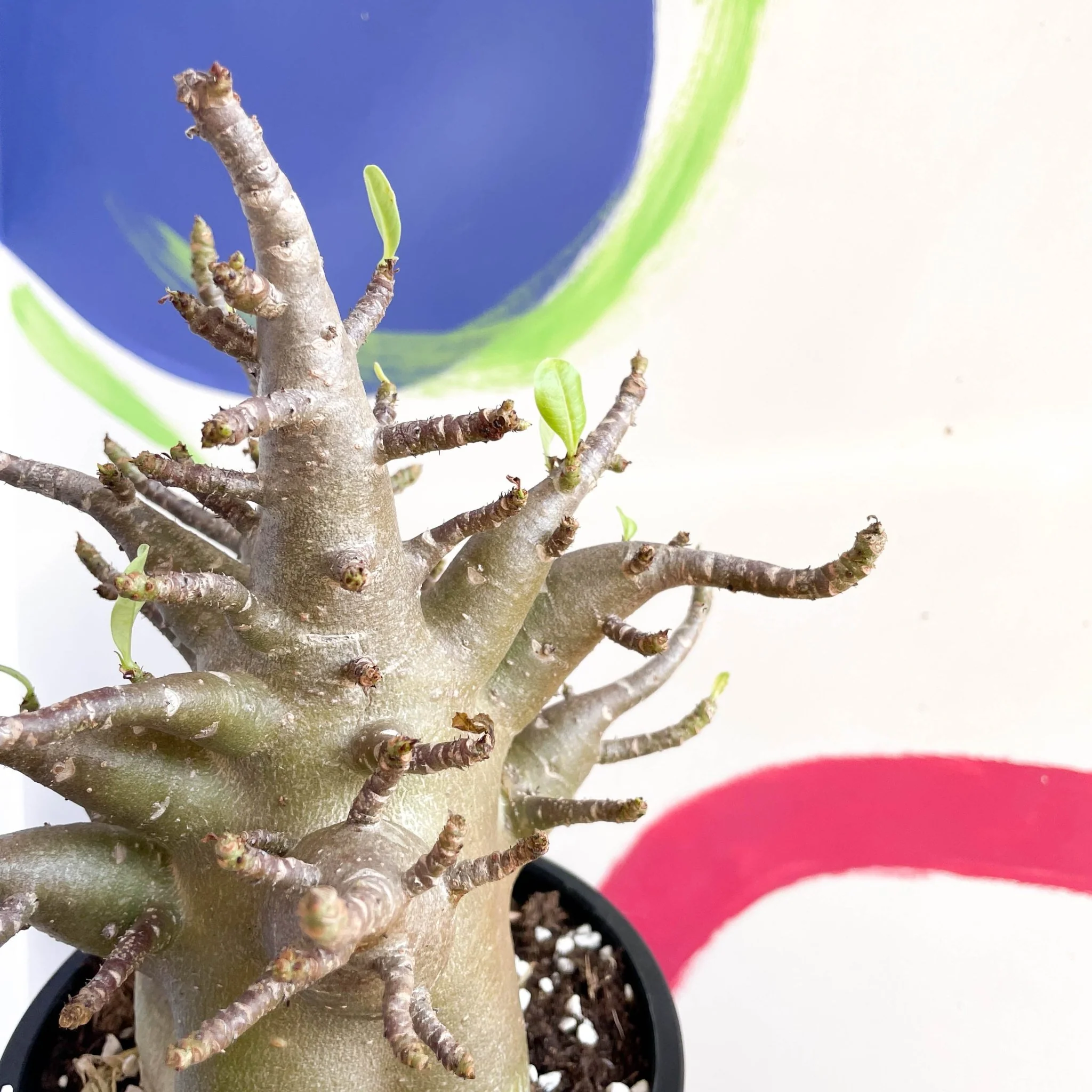 Adenium obesum 'Baobab' - Desert Rose - Image 8