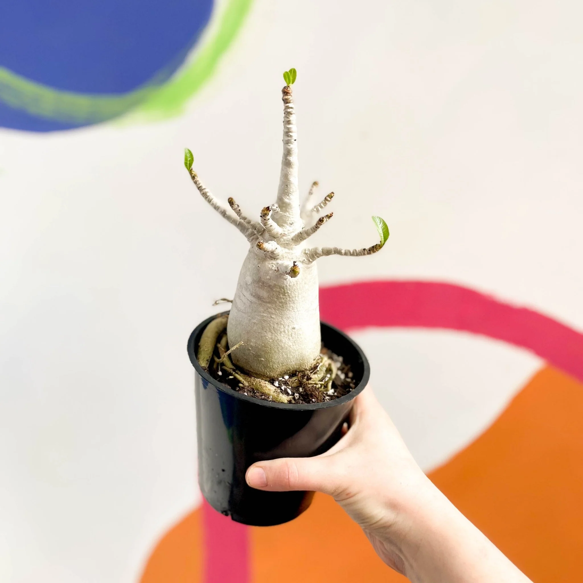 Adenium obesum 'Baobab' - Desert Rose - Image 9